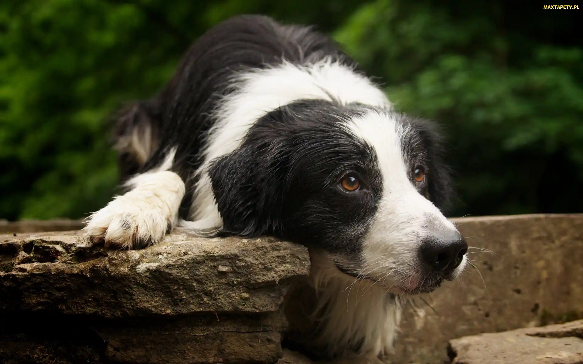 Border Collie, Oczy, Czarny, Biało, Pies, Brązowe