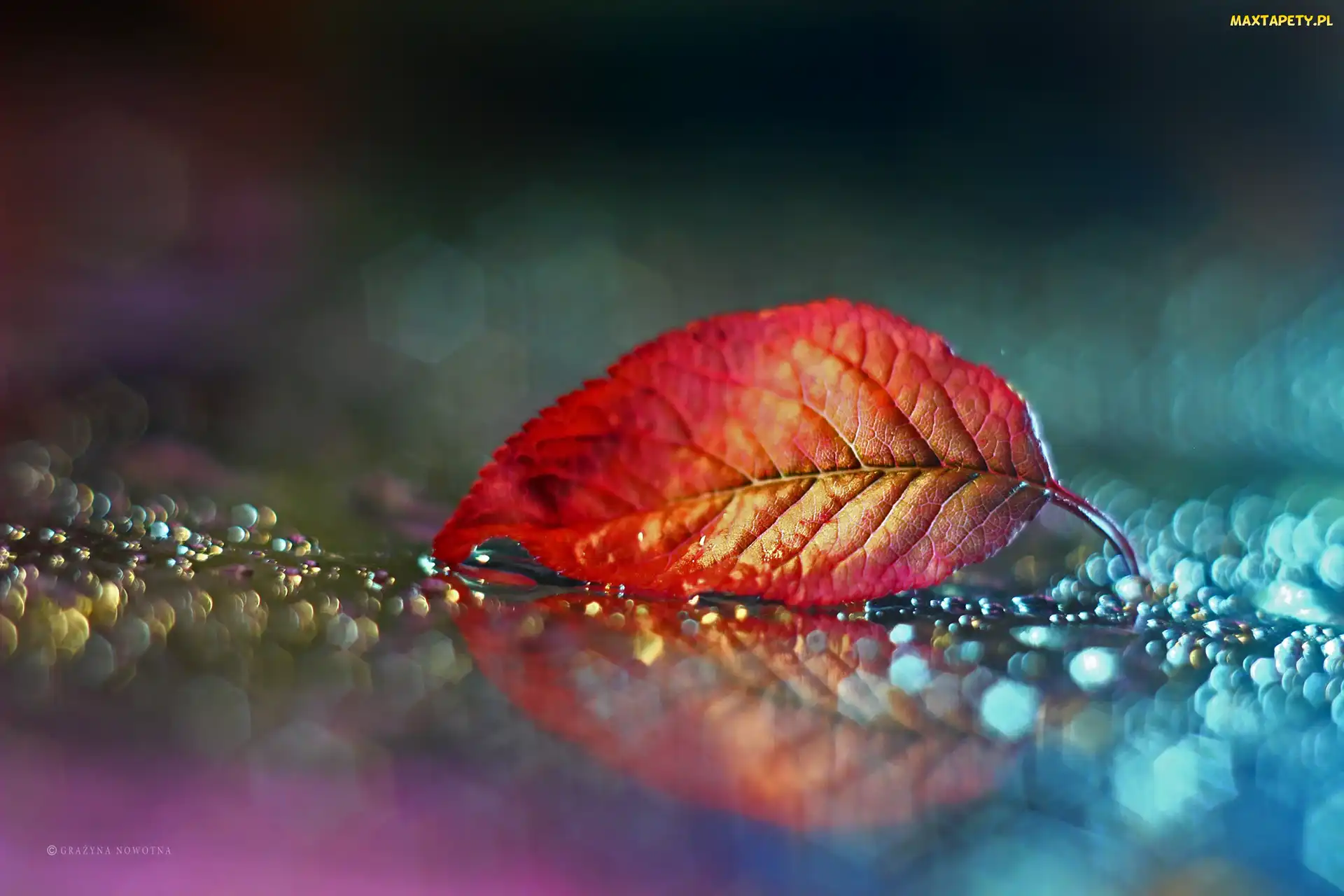 Liść, Bokeh, Czerwony