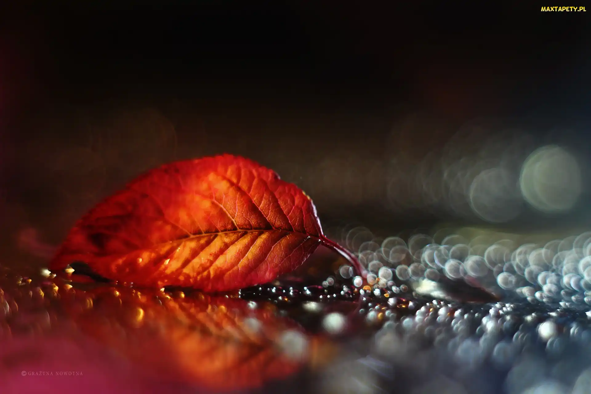 Makro, Bokeh, Czerwony, Liść