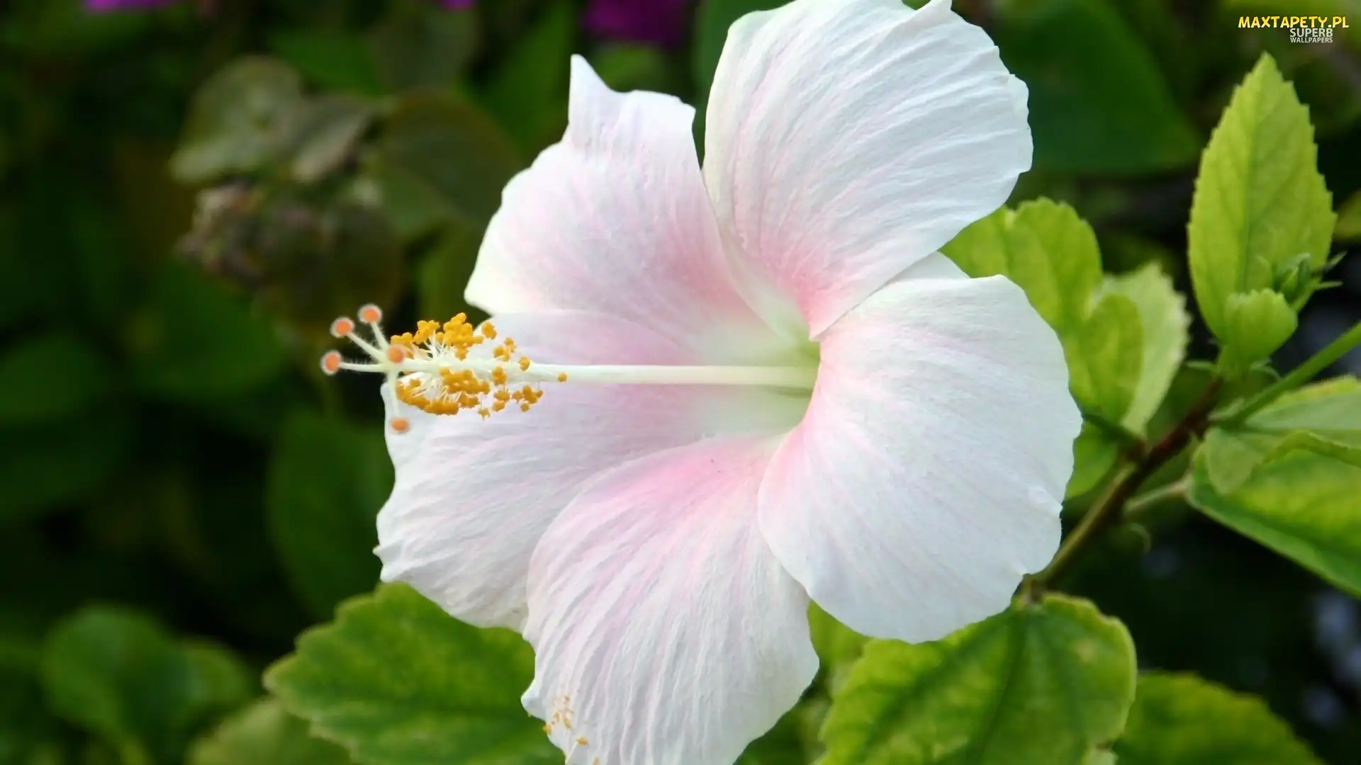 Kwiaty, Hibiskus, Biały