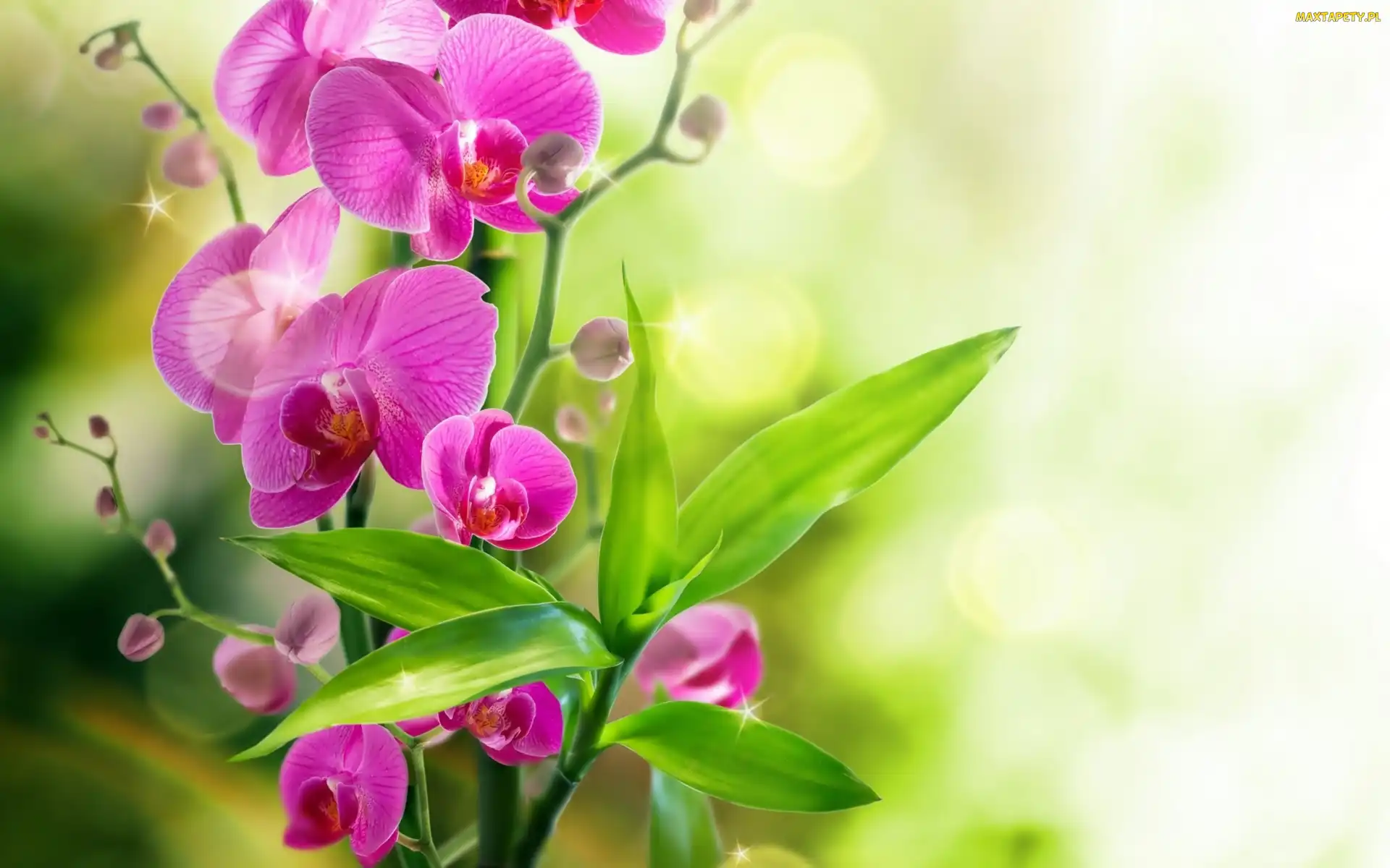 Kwiaty, Liście, Orchidea
