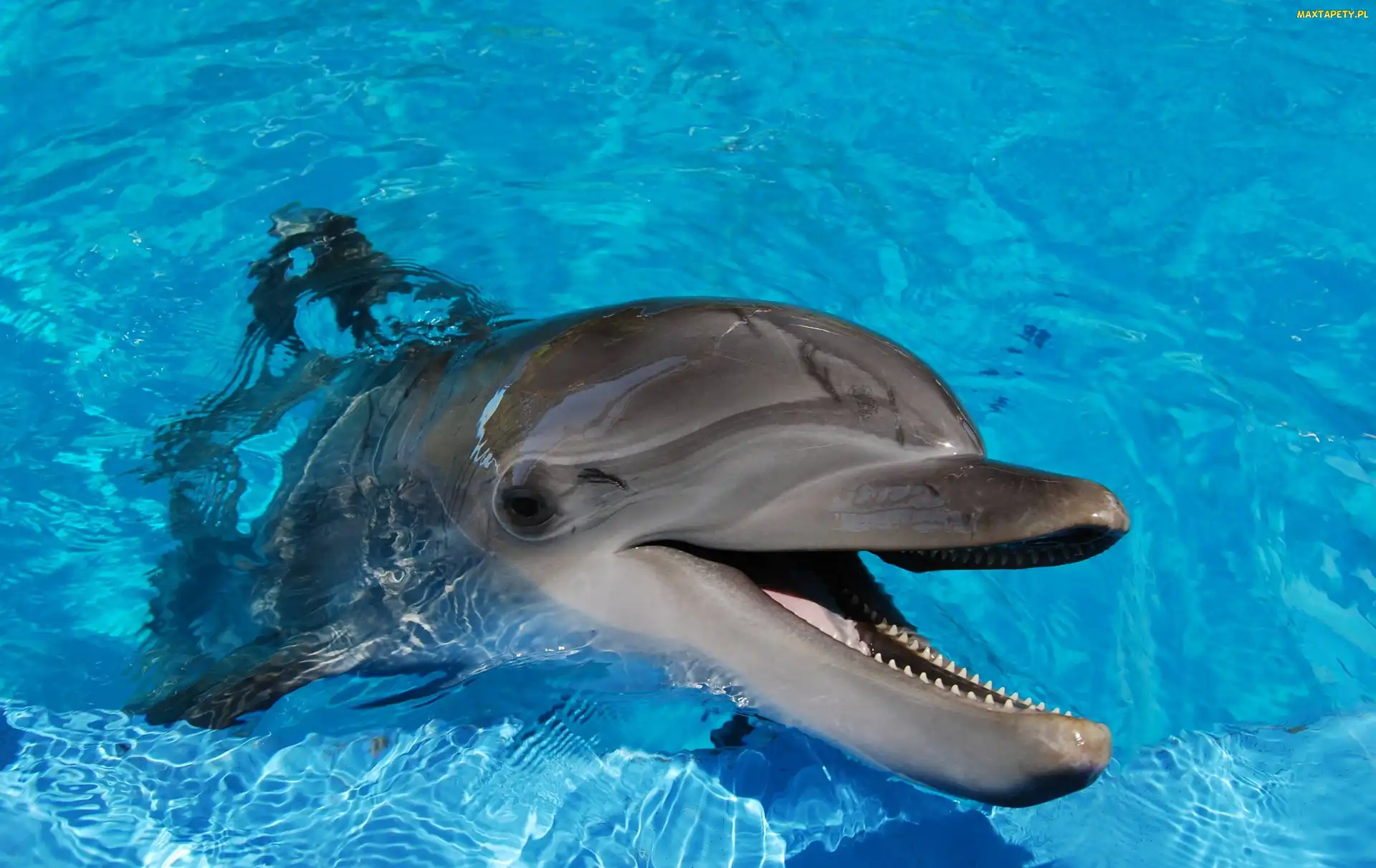 Błękitna, Woda, Delfin