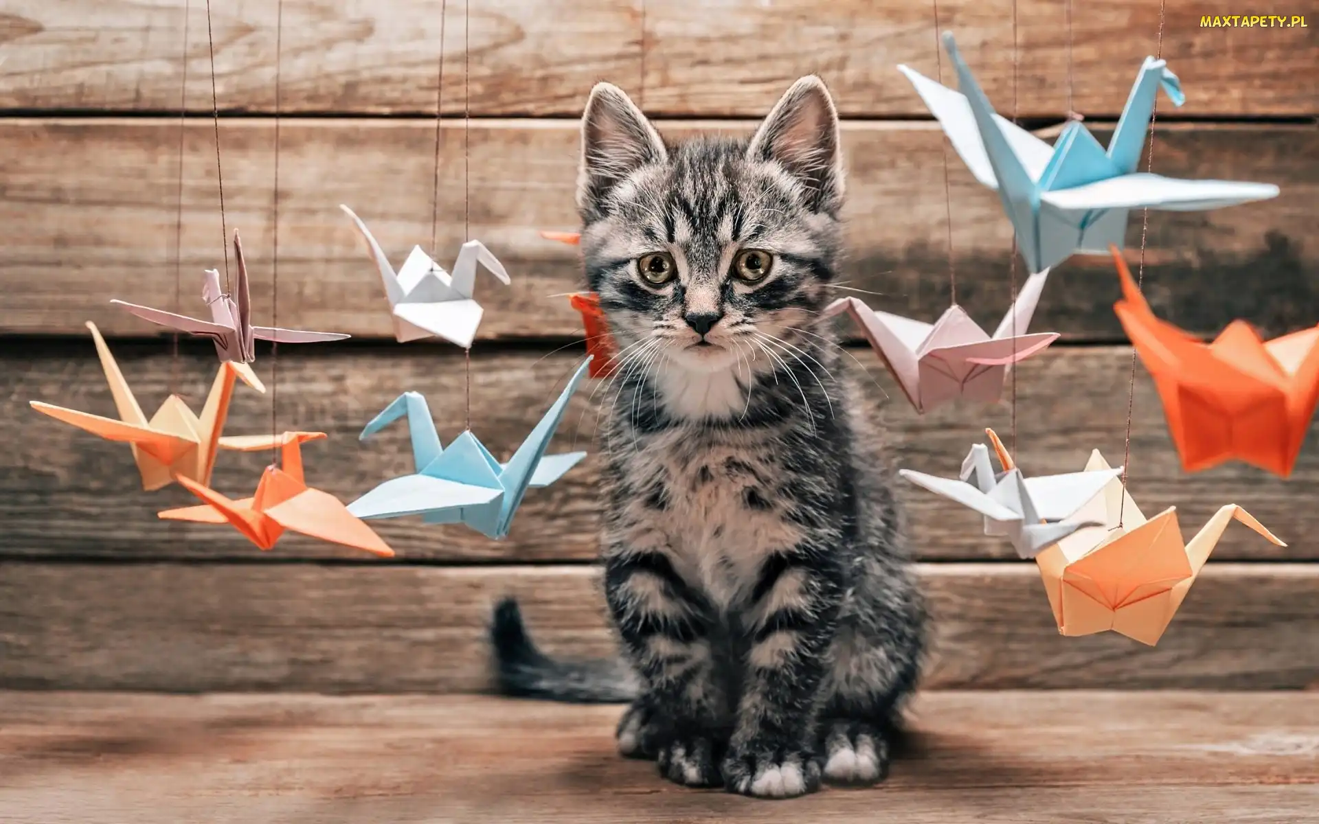 Kot, Origami, Ptaszki, Kotek
