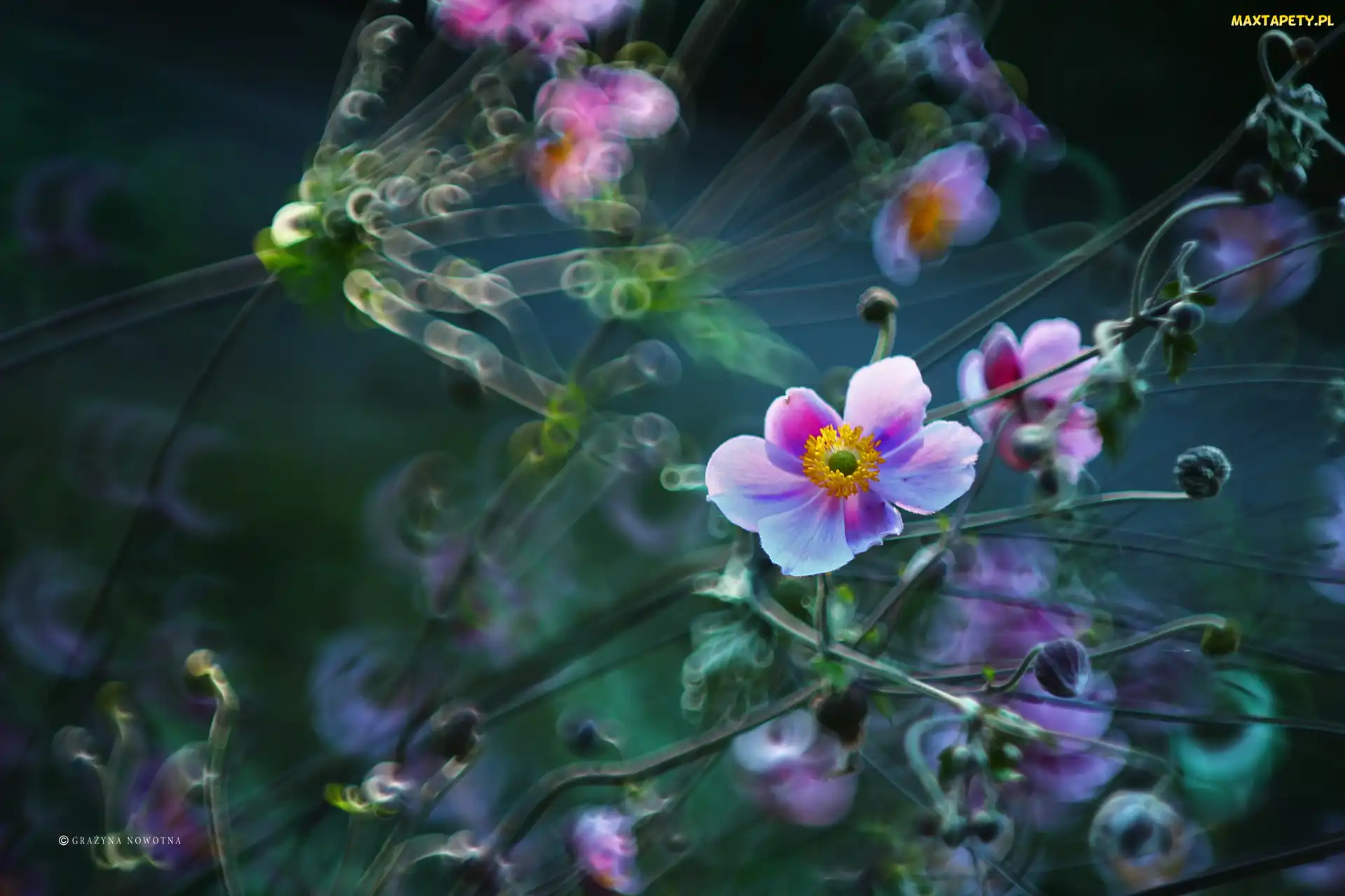 Zawilec Japoński, Bokeh, Kwiaty