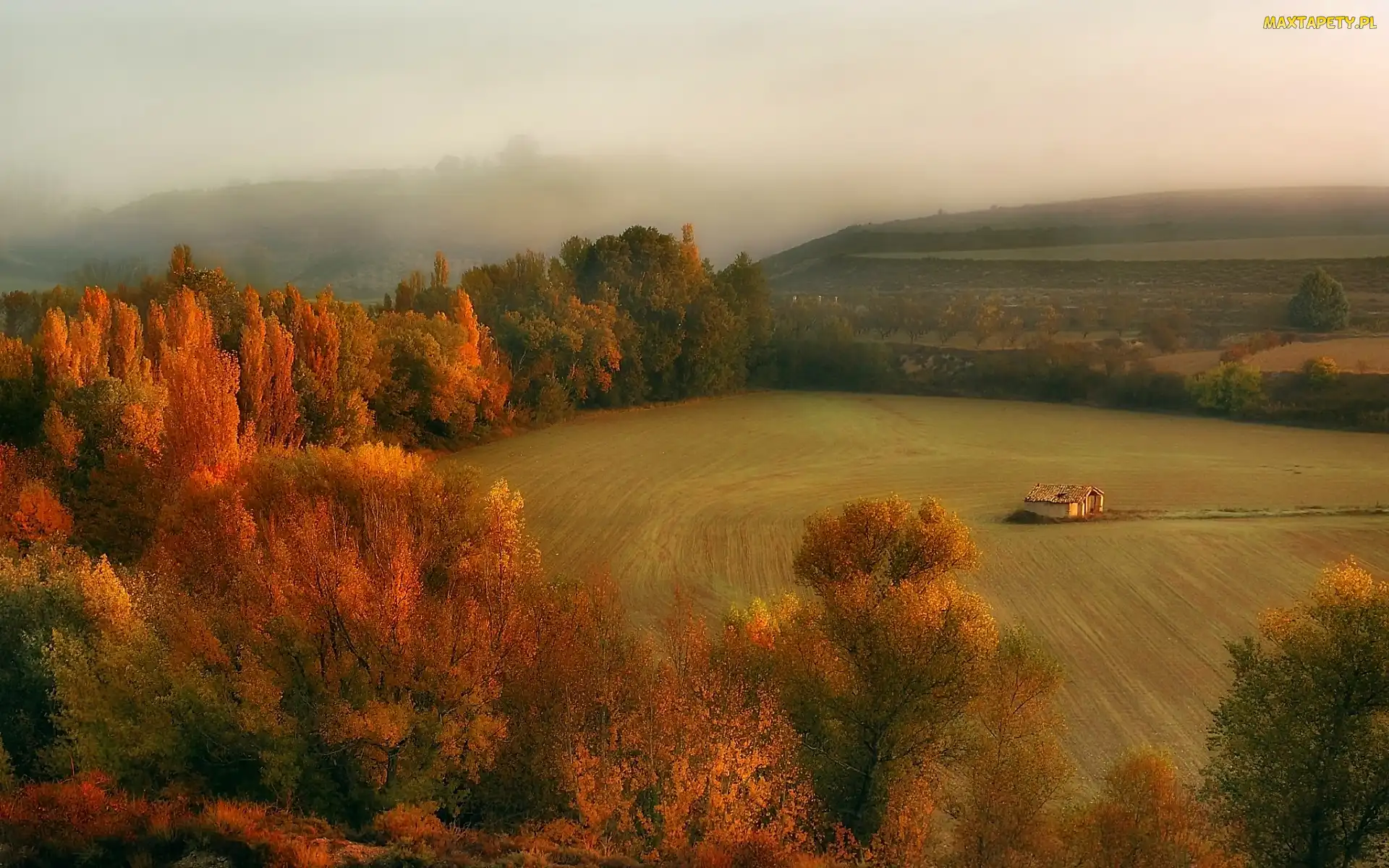 Mgła, Las, Jesień, Pola