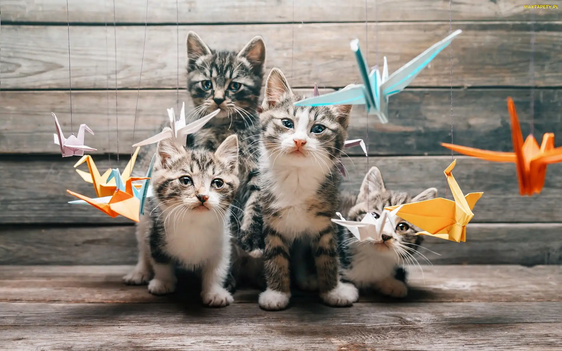 Kotki, Origami, Papierowe, Ptaszki, Koty