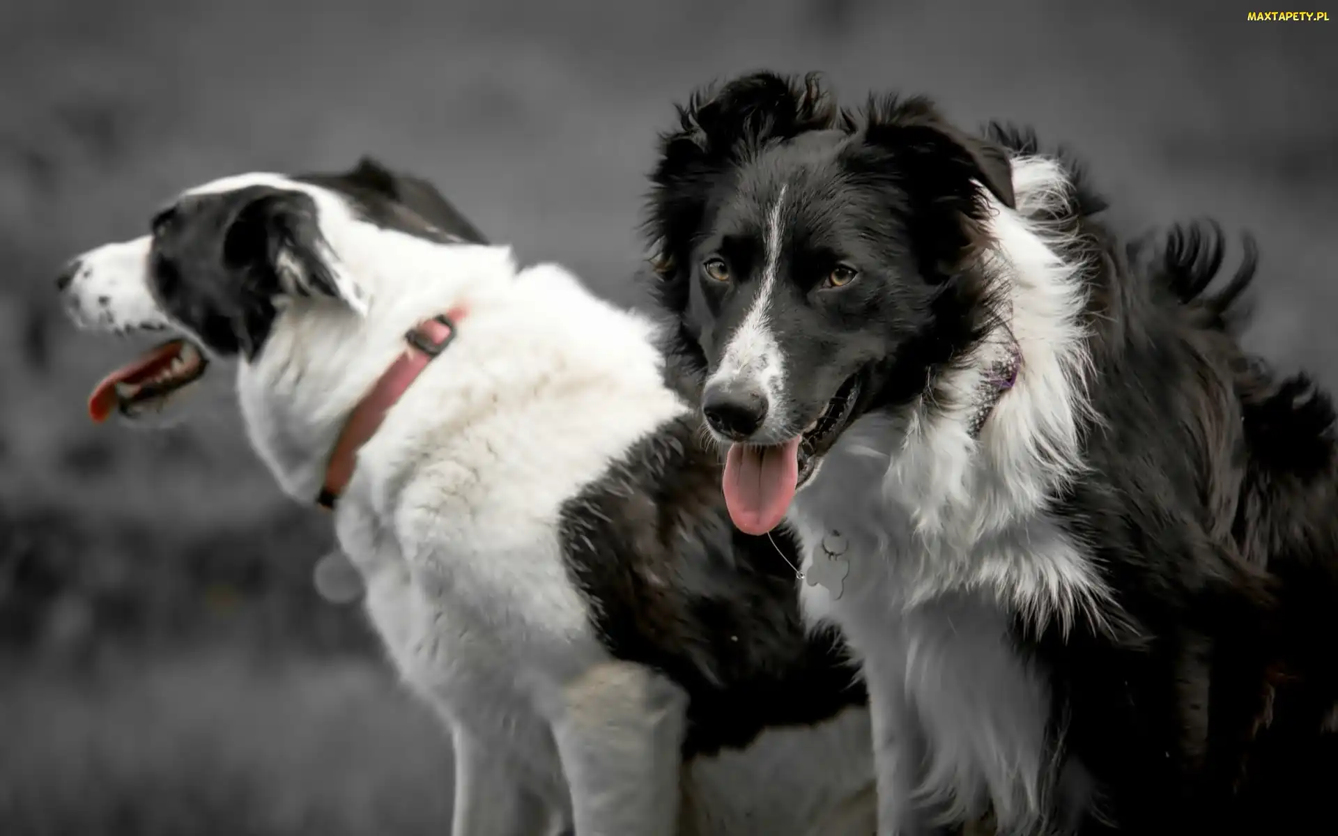 Psy, Border Collie