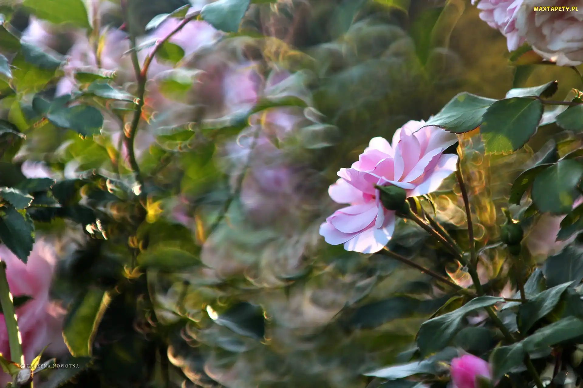 Bokeh, Kwiat, Róża, Różowy
