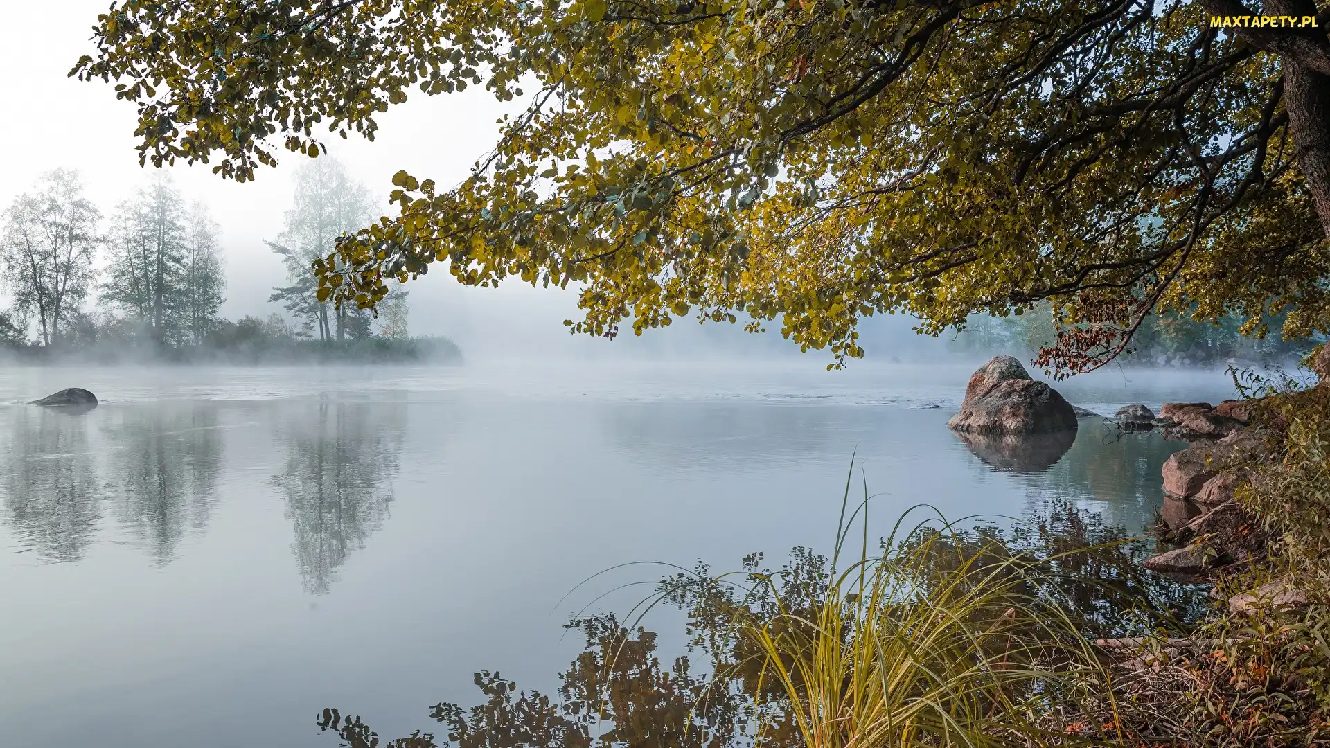 Drzewa, Świt, Jezioro