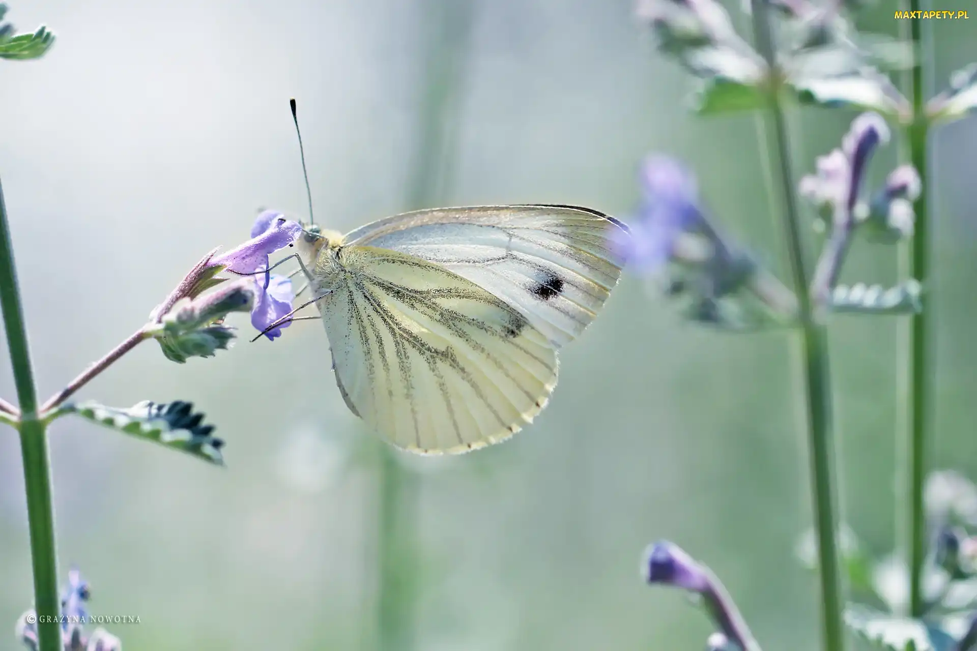 Biały, Bielinek, Motyl