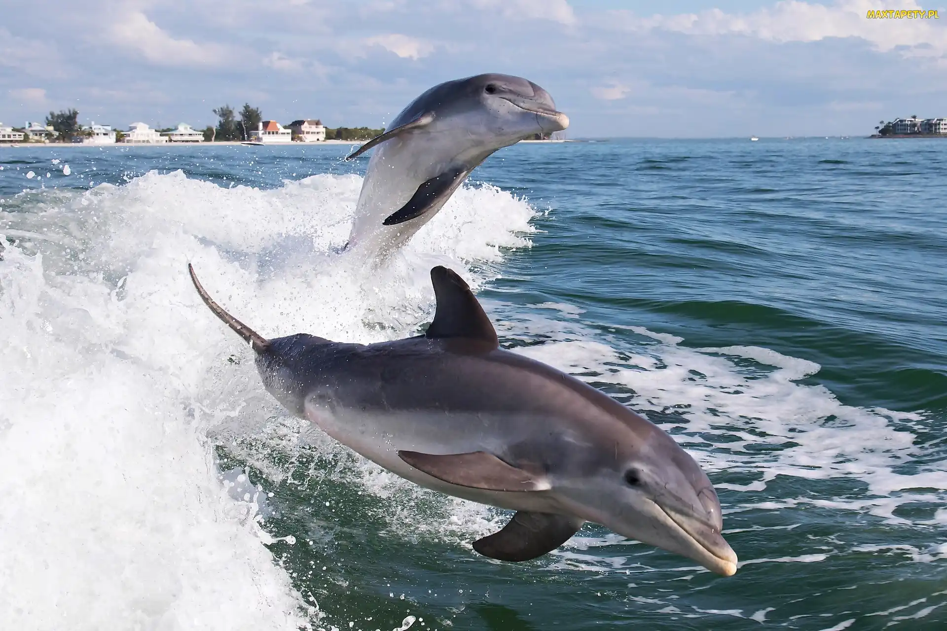 Morze, Domy, Delfiny