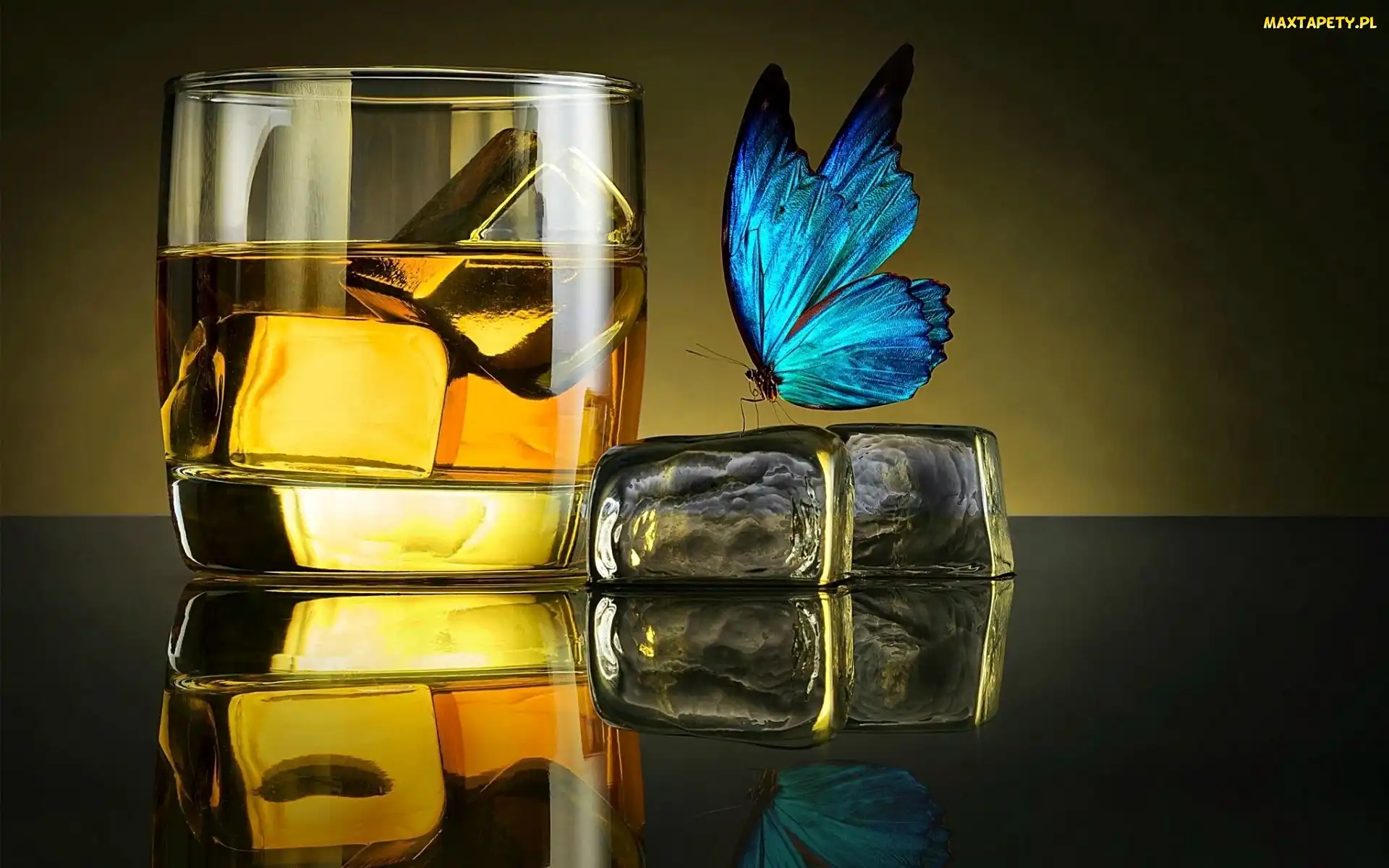 Drink, Motyl, Niebieski, Lód