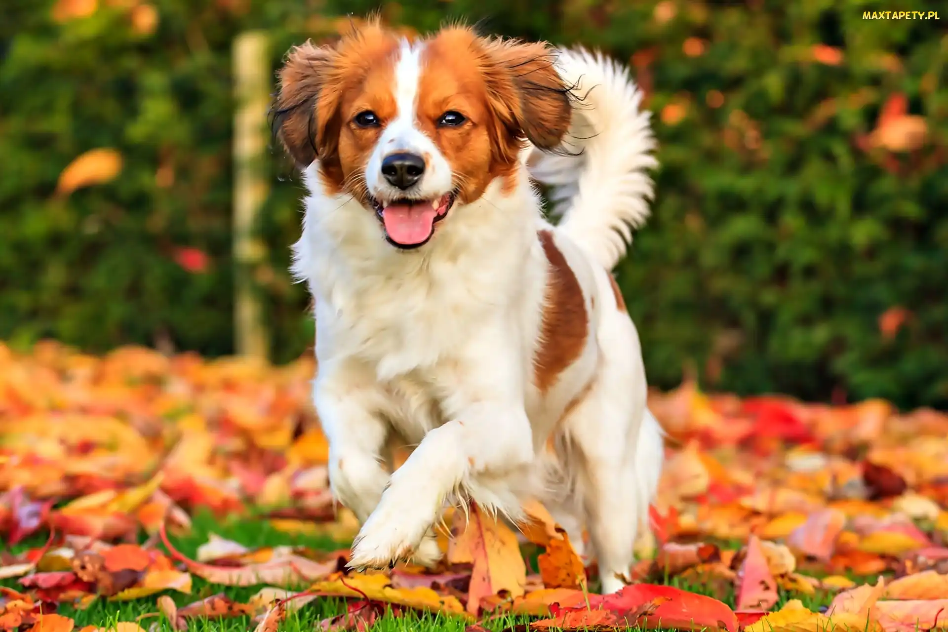 Liście, Jesień, Płochacz holenderski, Kooikerhondje