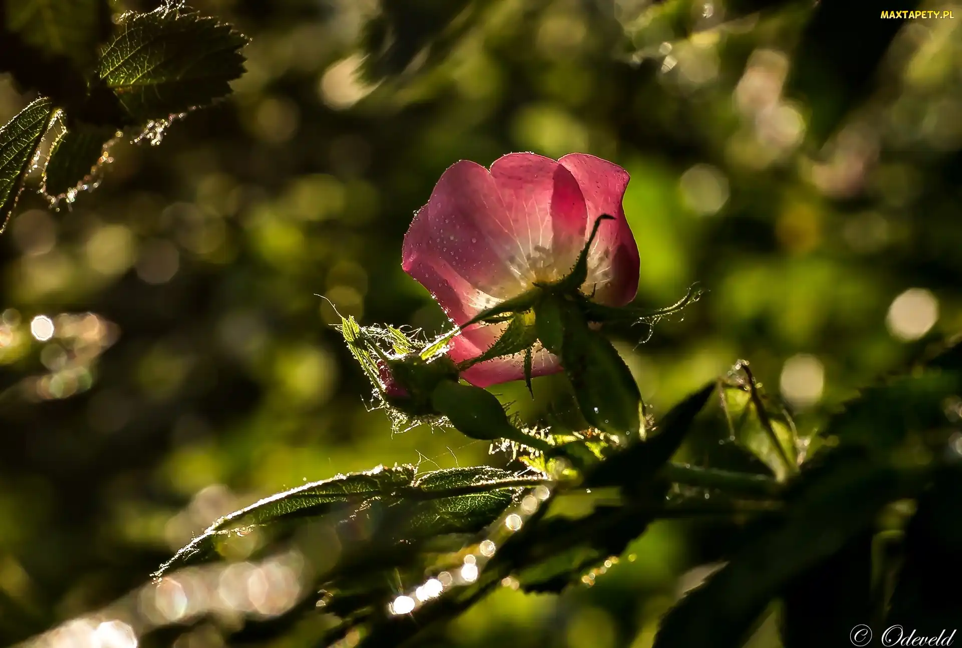Bokeh, Światło, Dzika Róża, Kwiat