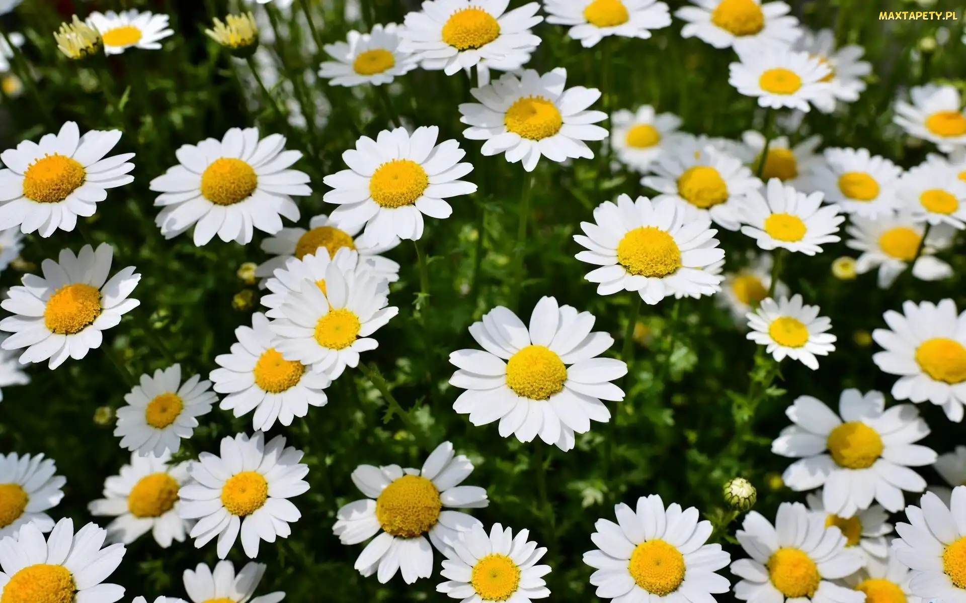 Kwiaty, Margerytki, Białe