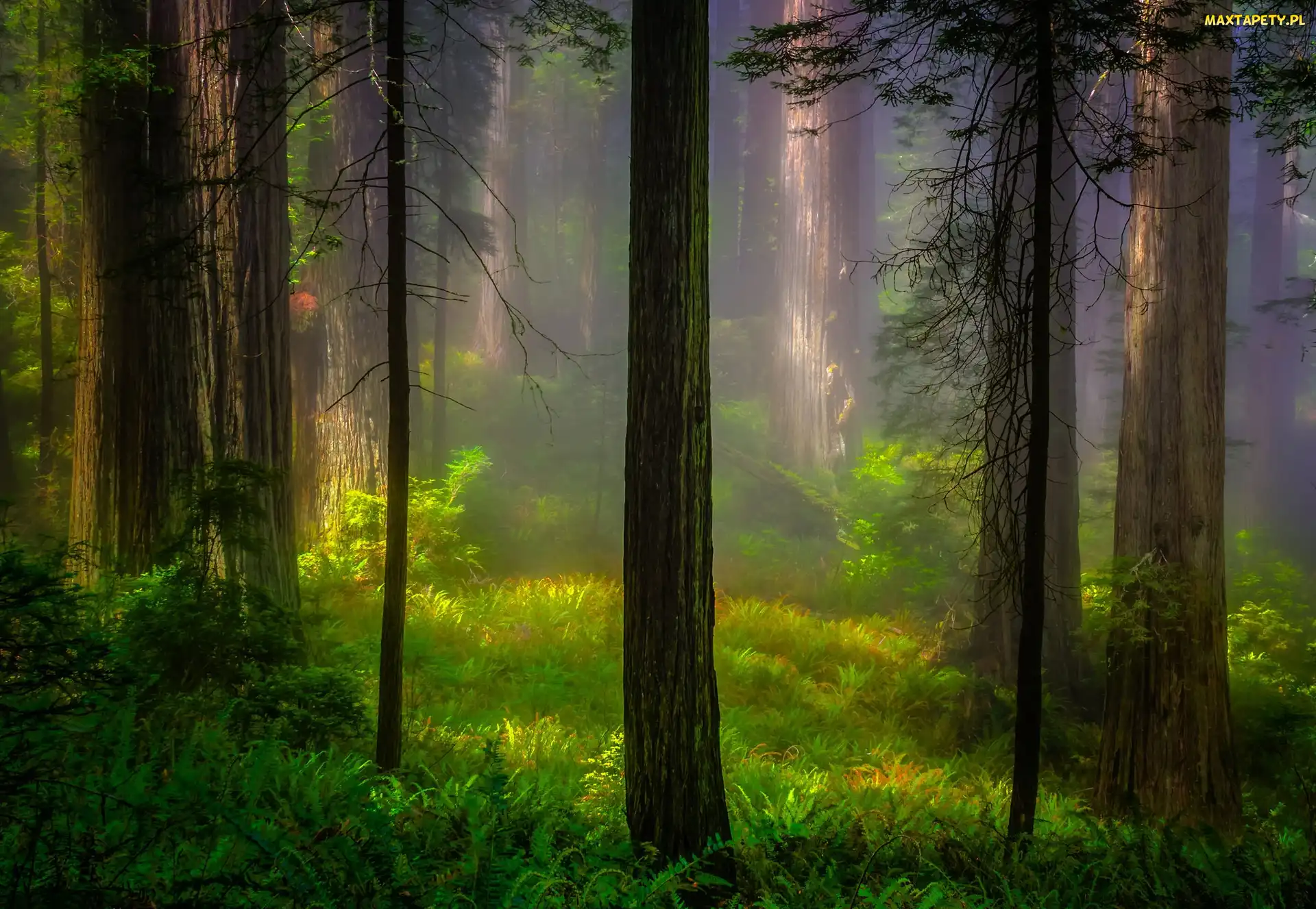 Sekwoje, Drzewa, Stan Kalifornia, Mgła, Las, Stany Zjednoczone, Park Narodowy Redwood