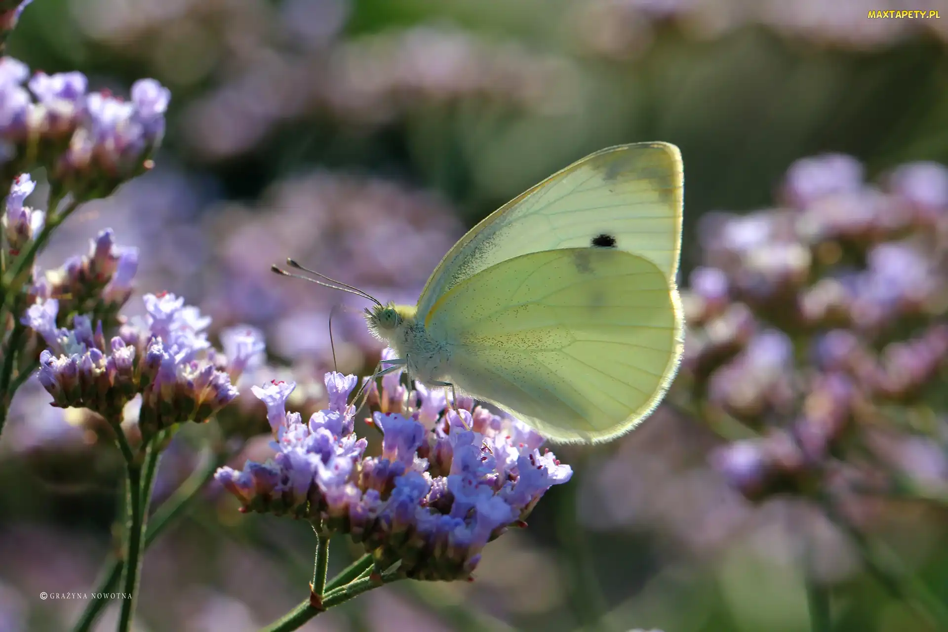 Kwiaty, Owad, Motyl, Bielinek