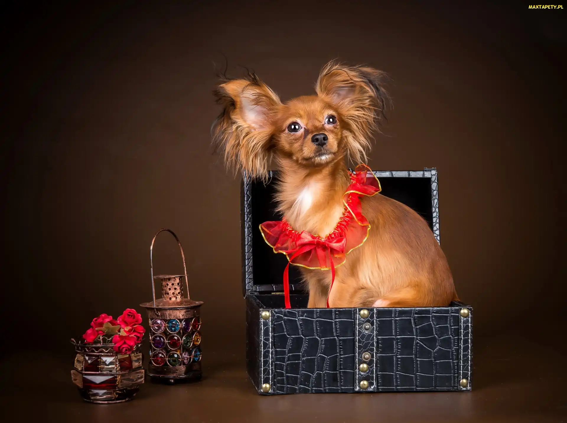 Piesek, Spaniel kontynentalny miniaturowy Papillon, Rudy