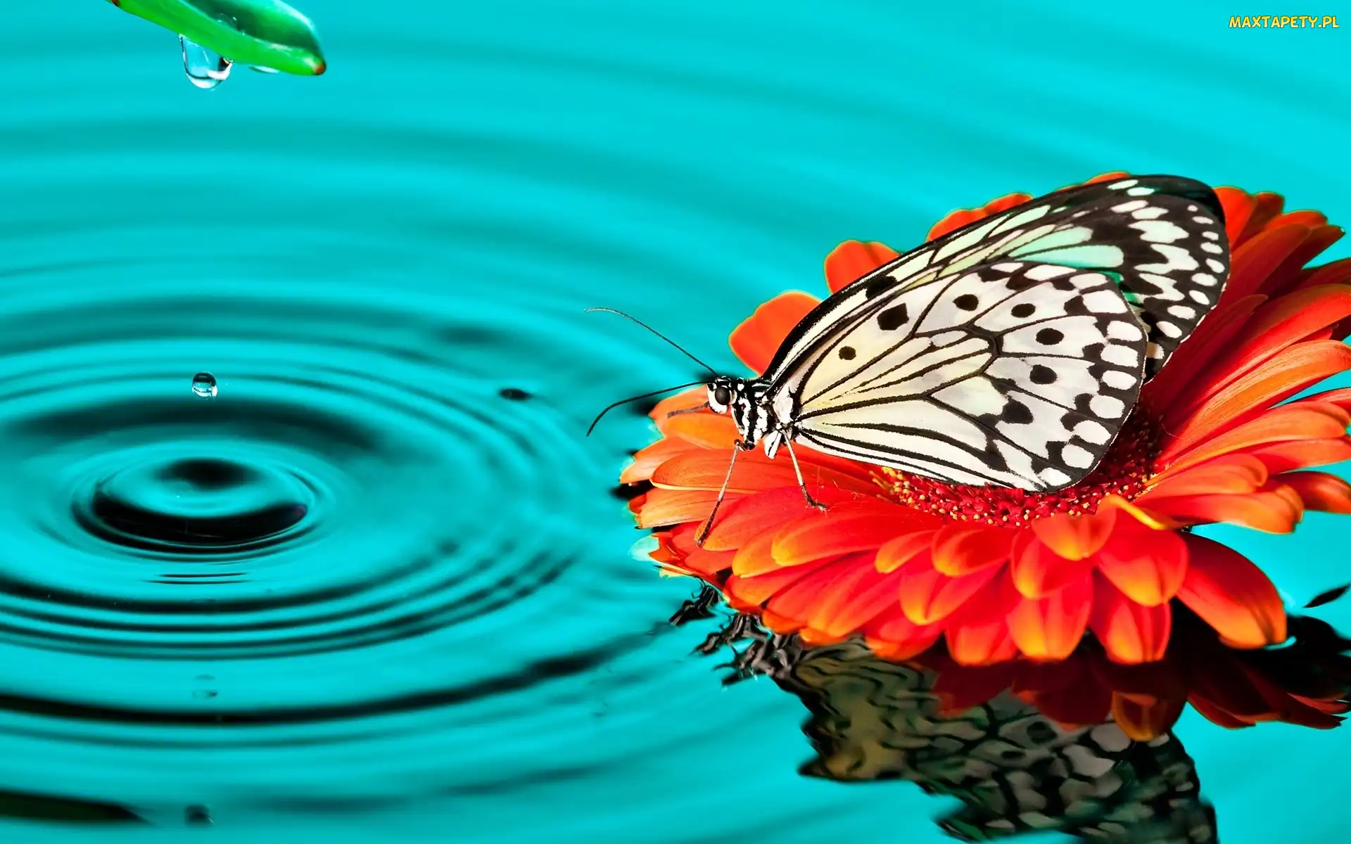 Motyl, Gerbera, Kwiat, Polowiec szachownica, Woda