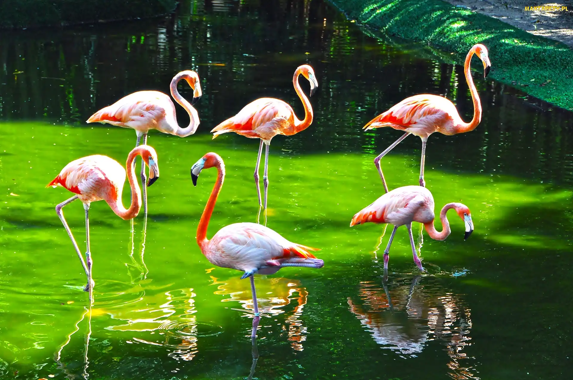 Flaming, ZOO, Woda
