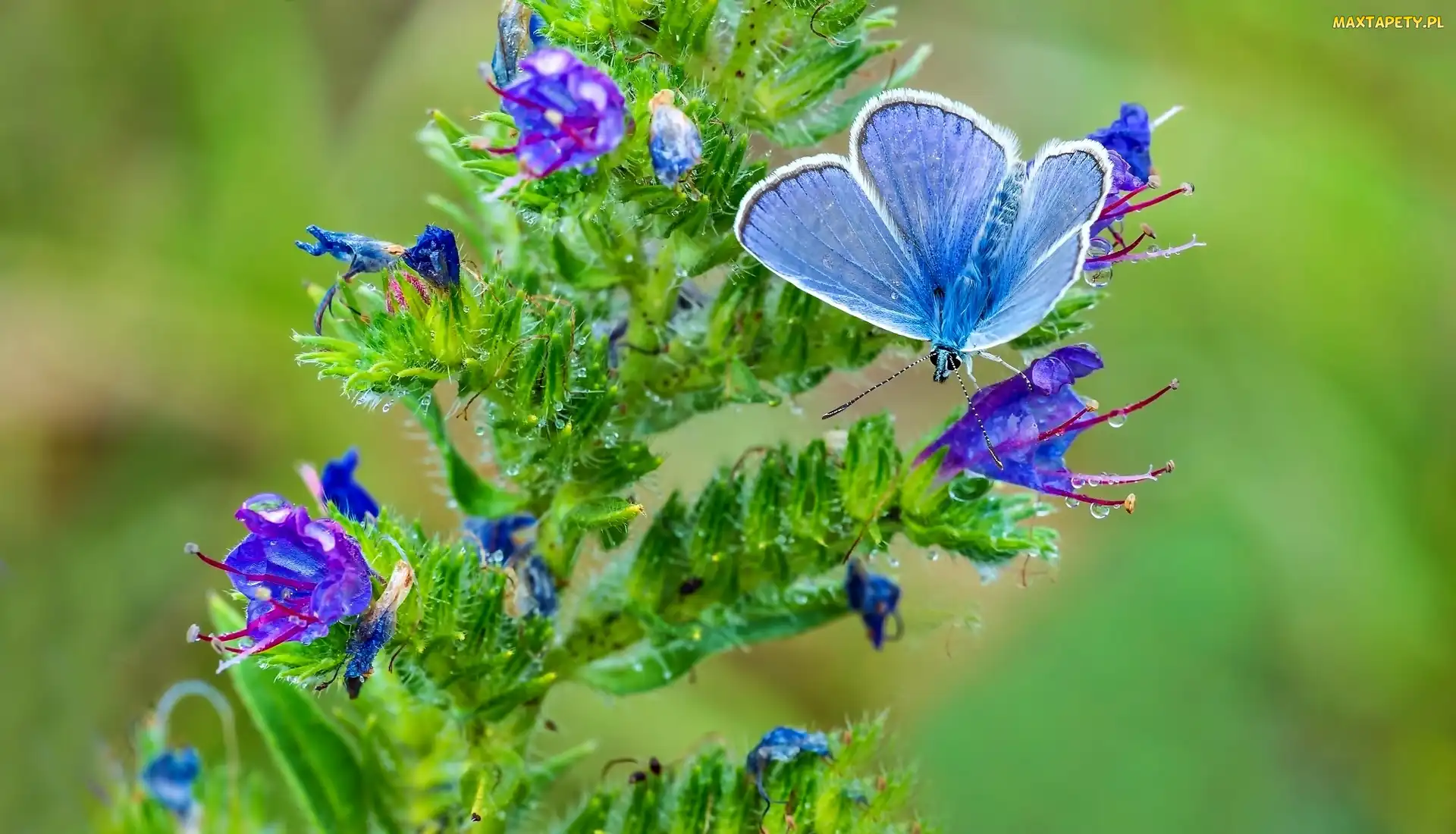 Roślina, Kwitnąca, Błękitny, Motyl