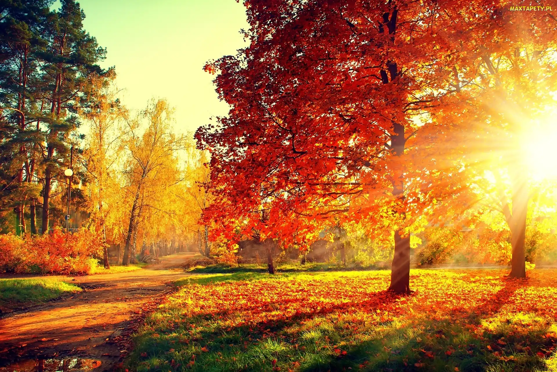 Park, Promienie Słońca, Drzewa, Aleja, Jesień