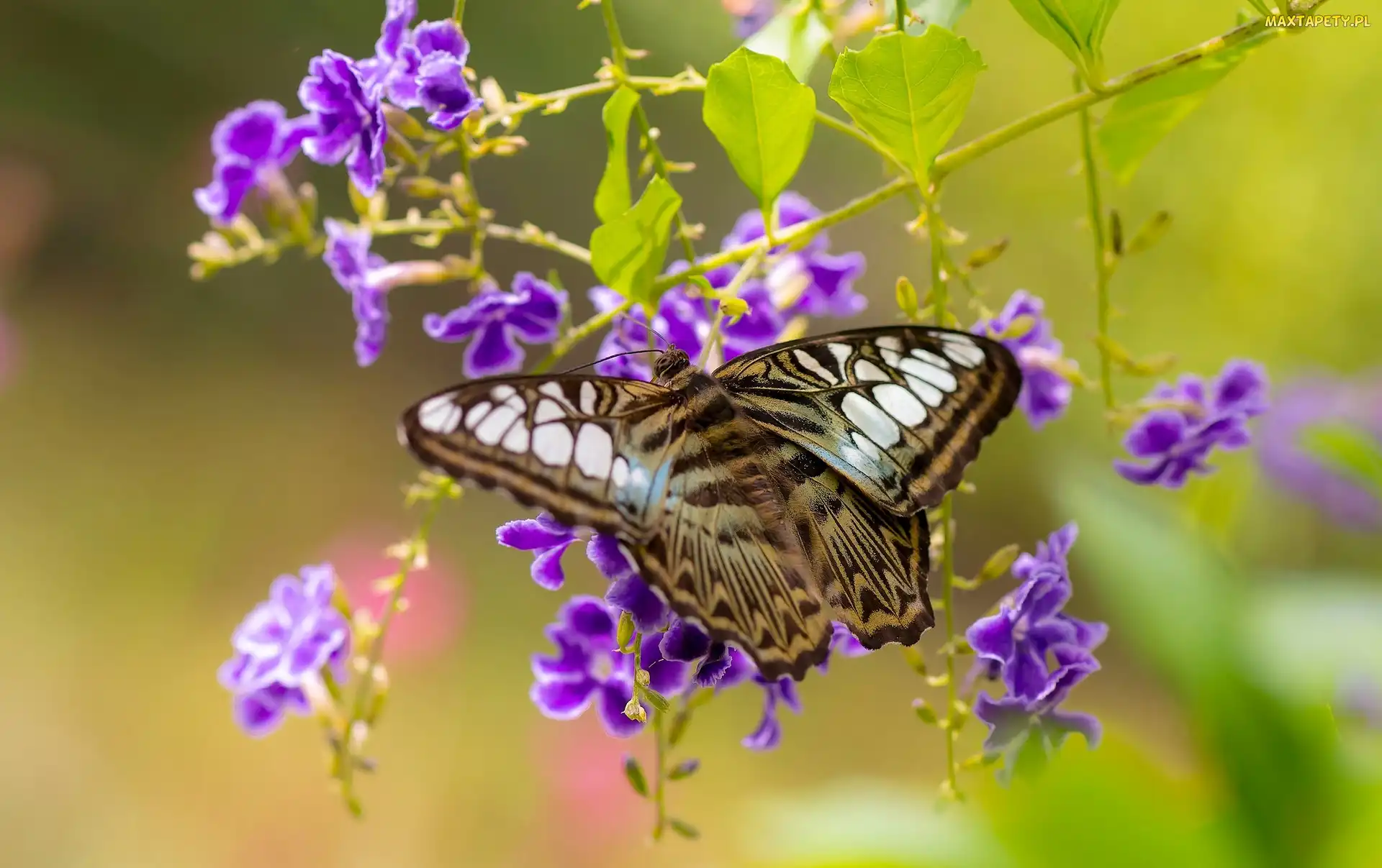 Motyl, Kwiaty, Duranta