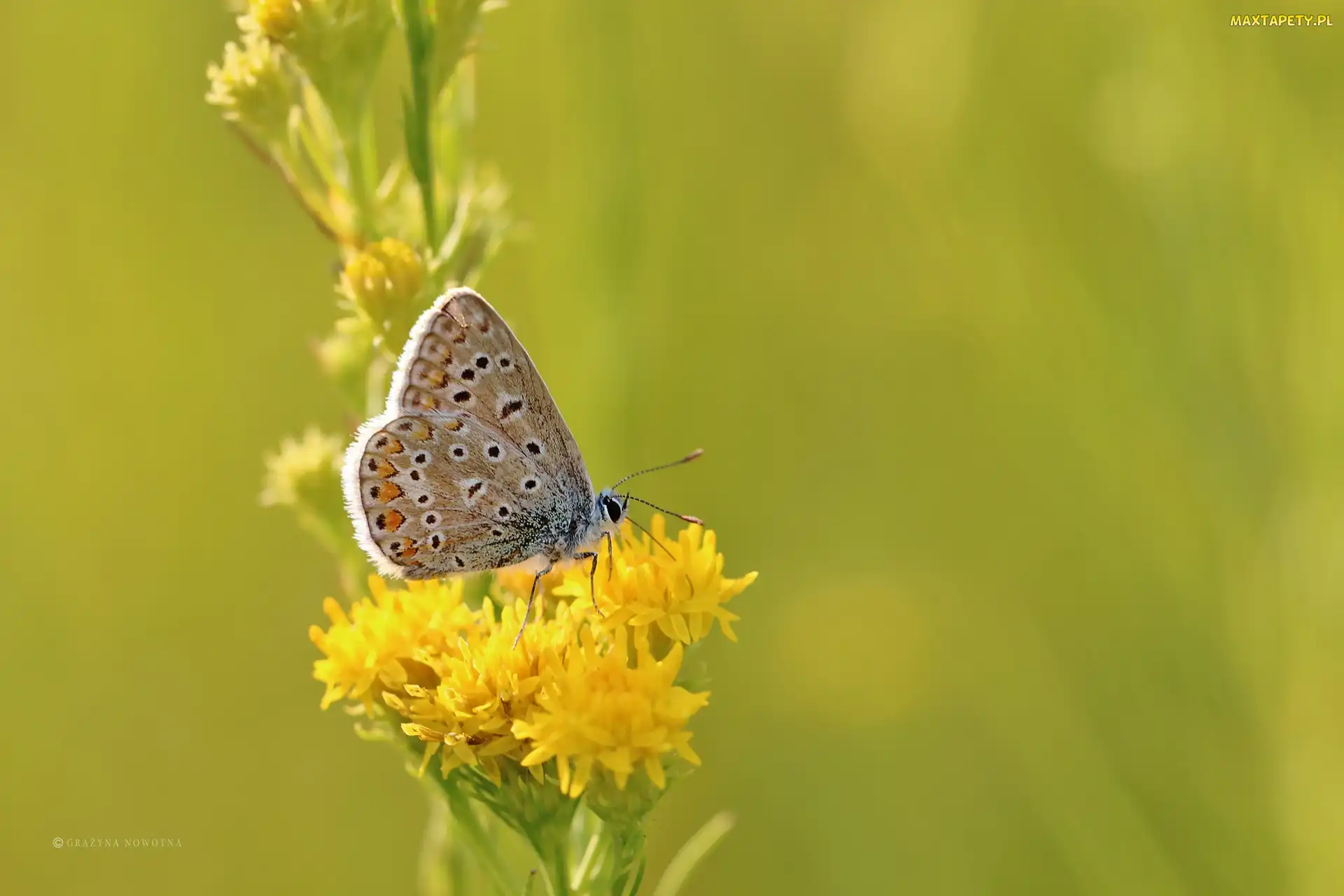 Modraszek, Owad, Kwiaty, Żółte, Motyl