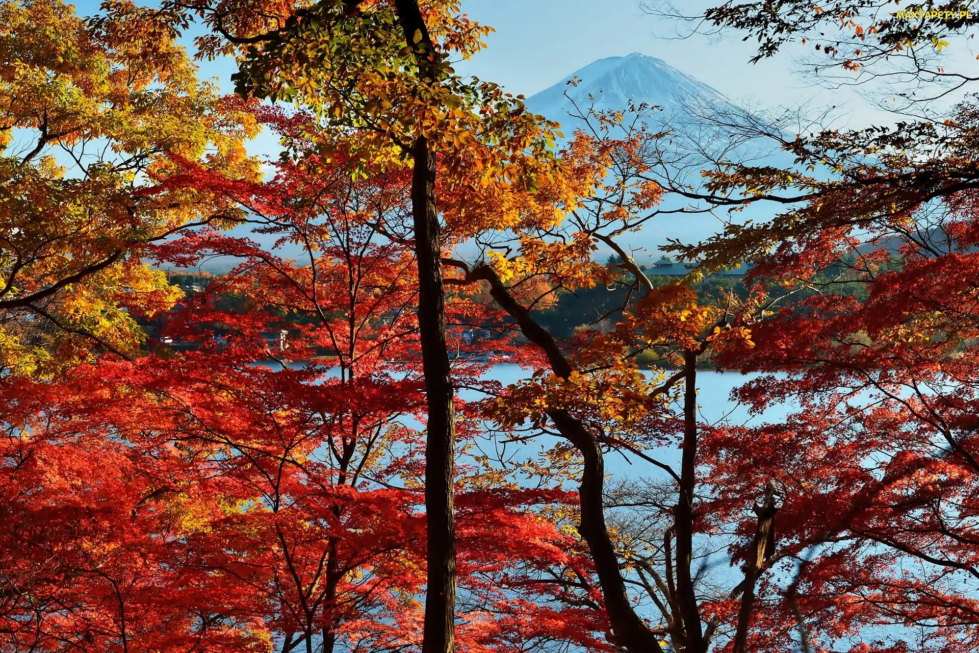 Góra, Japonia, Drzewa, Fuji, Jesień