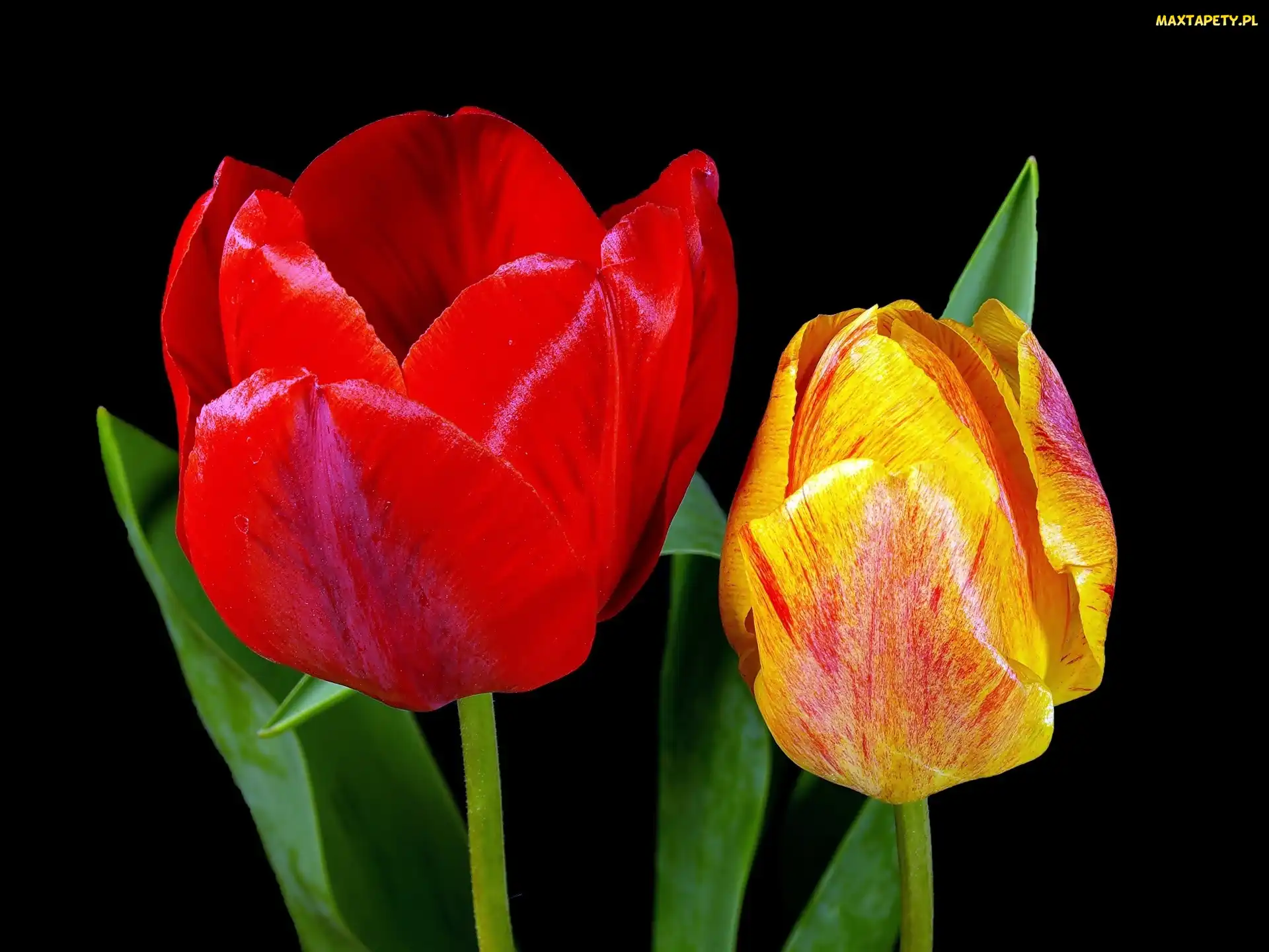 Tulipany, Dwa