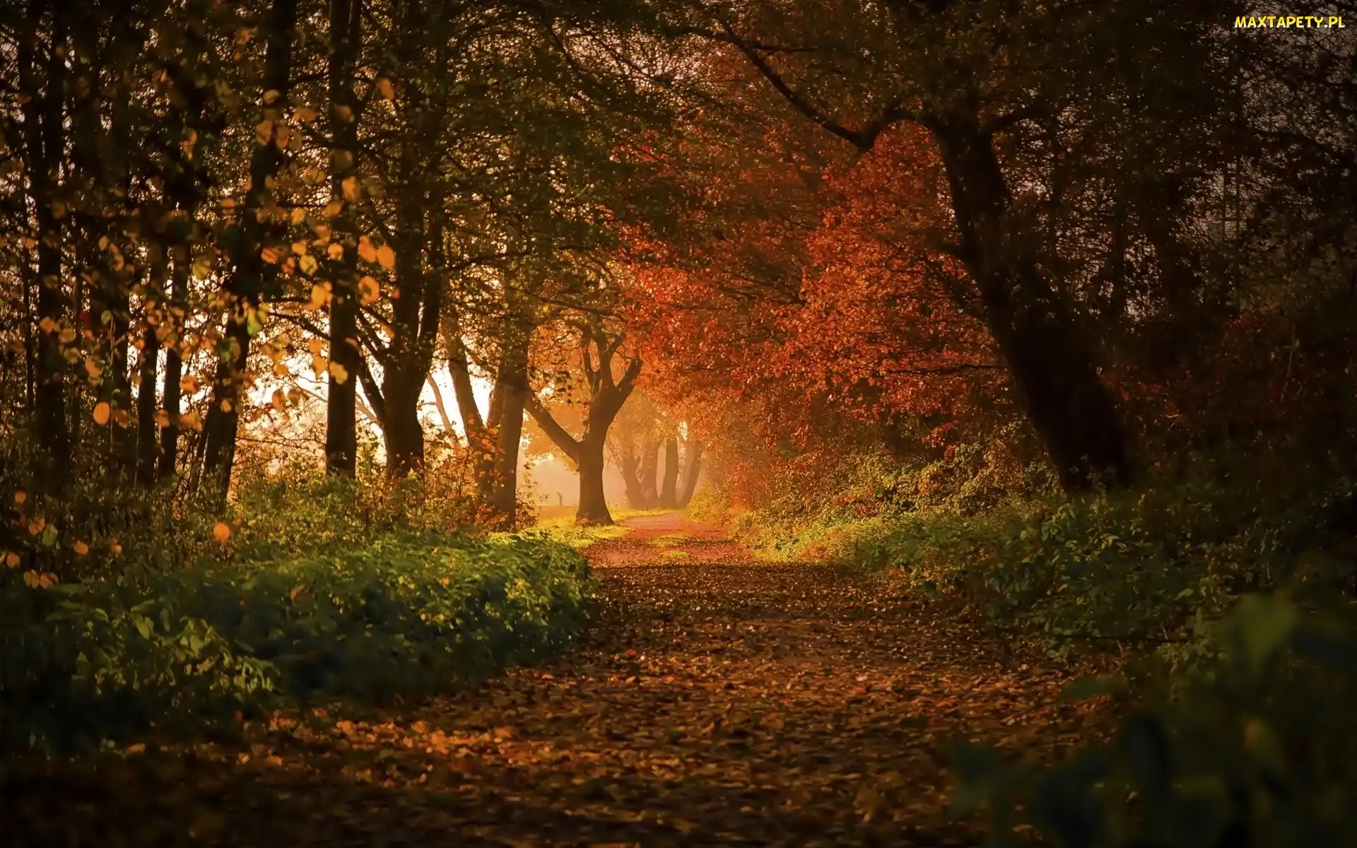 Aleja, Jesień, Liście, Drzewa, Park