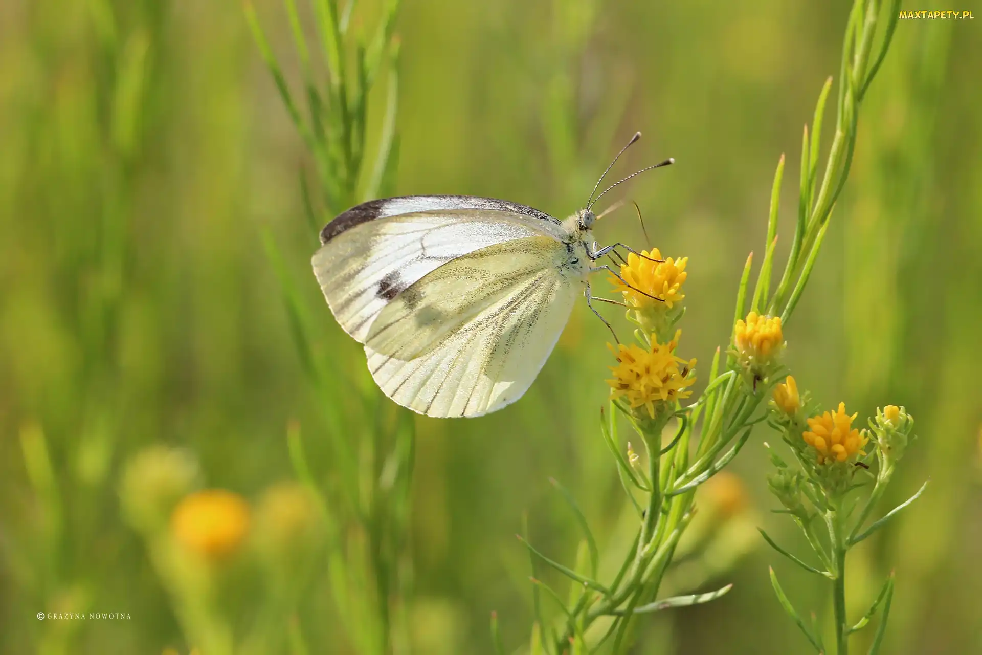 Owad, Biały, Motyl, Bielinek