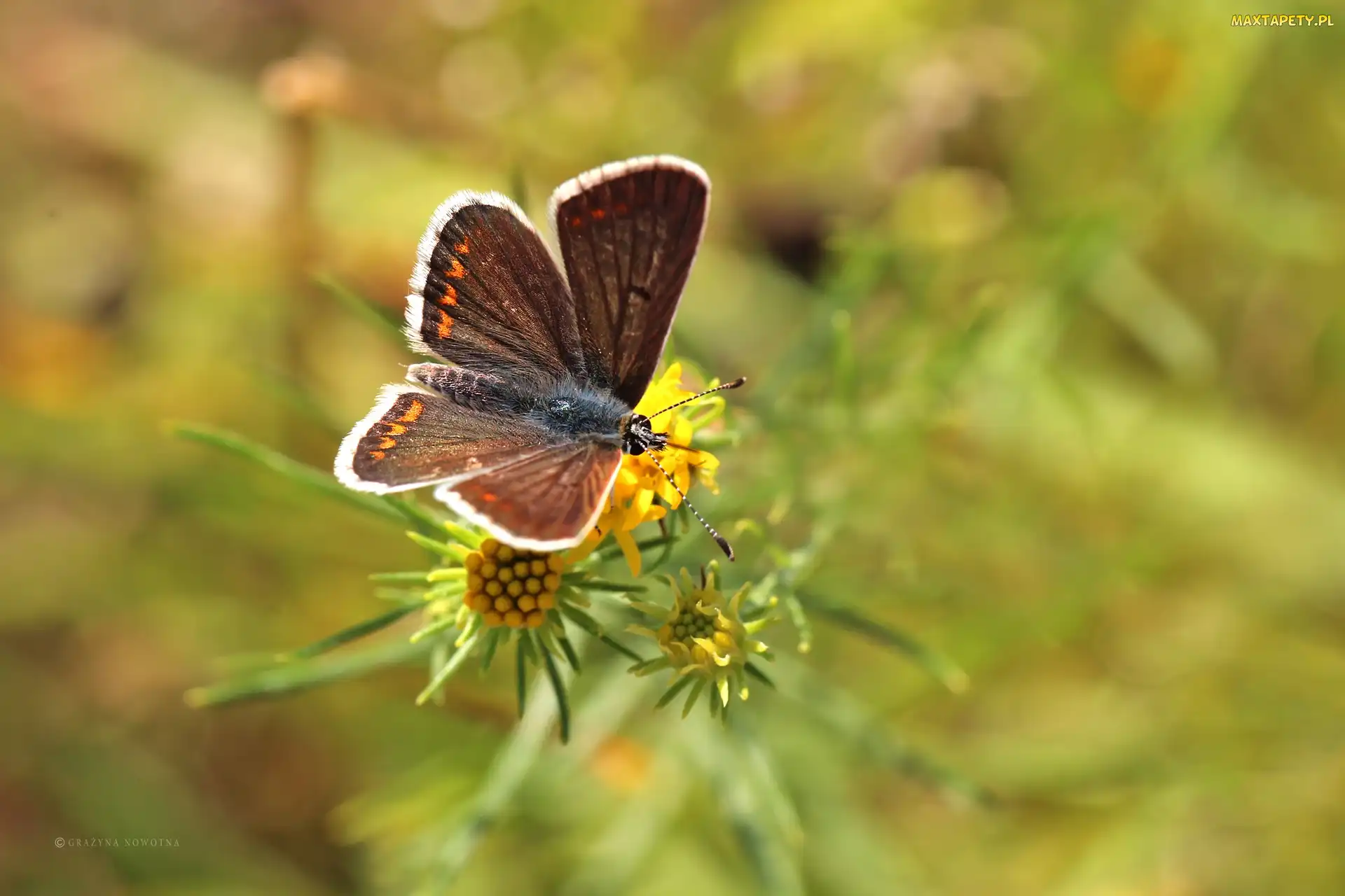 Owad, Kwiaty, Motyl