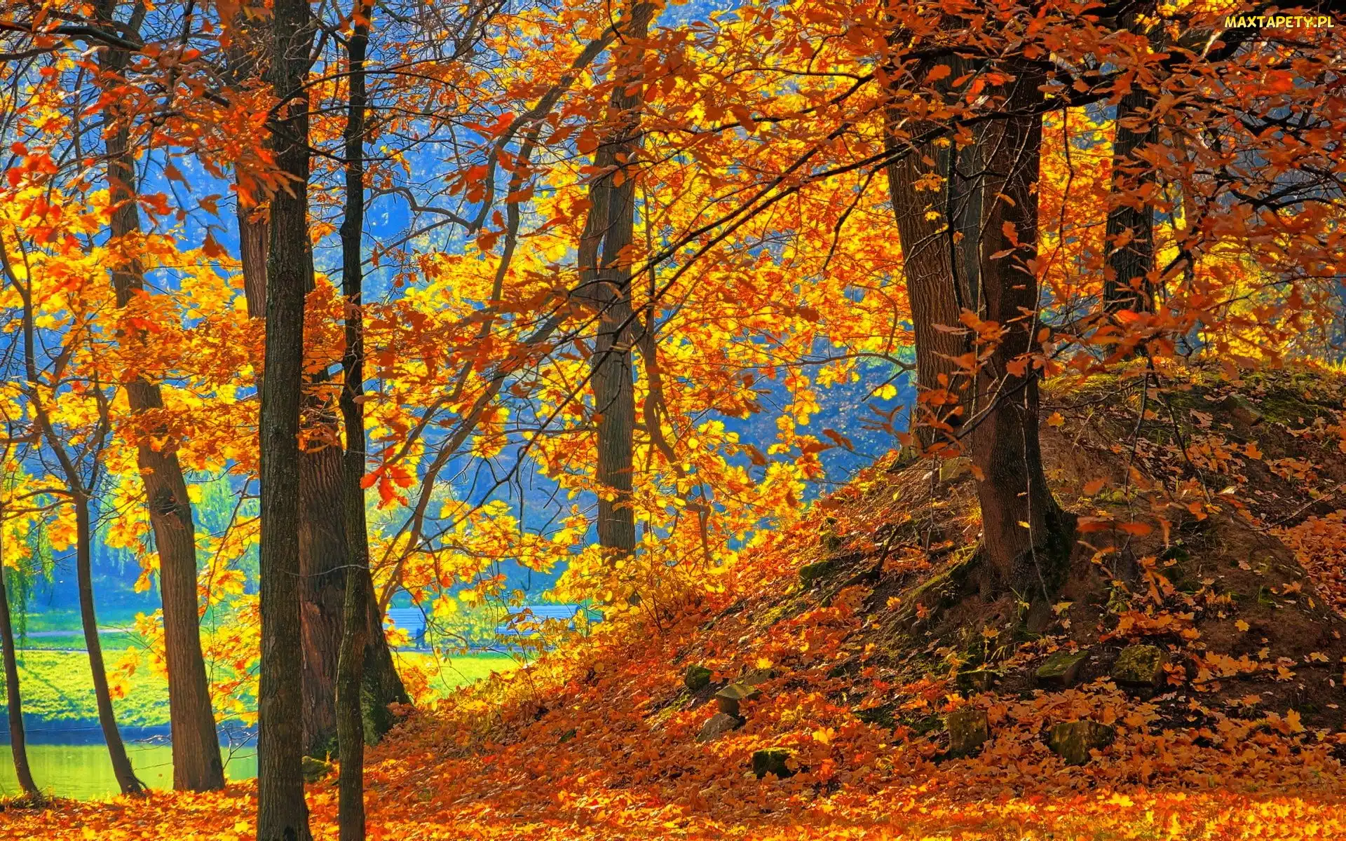 Park, Opadłe Liście, Drzewa, Nad Jeziorem