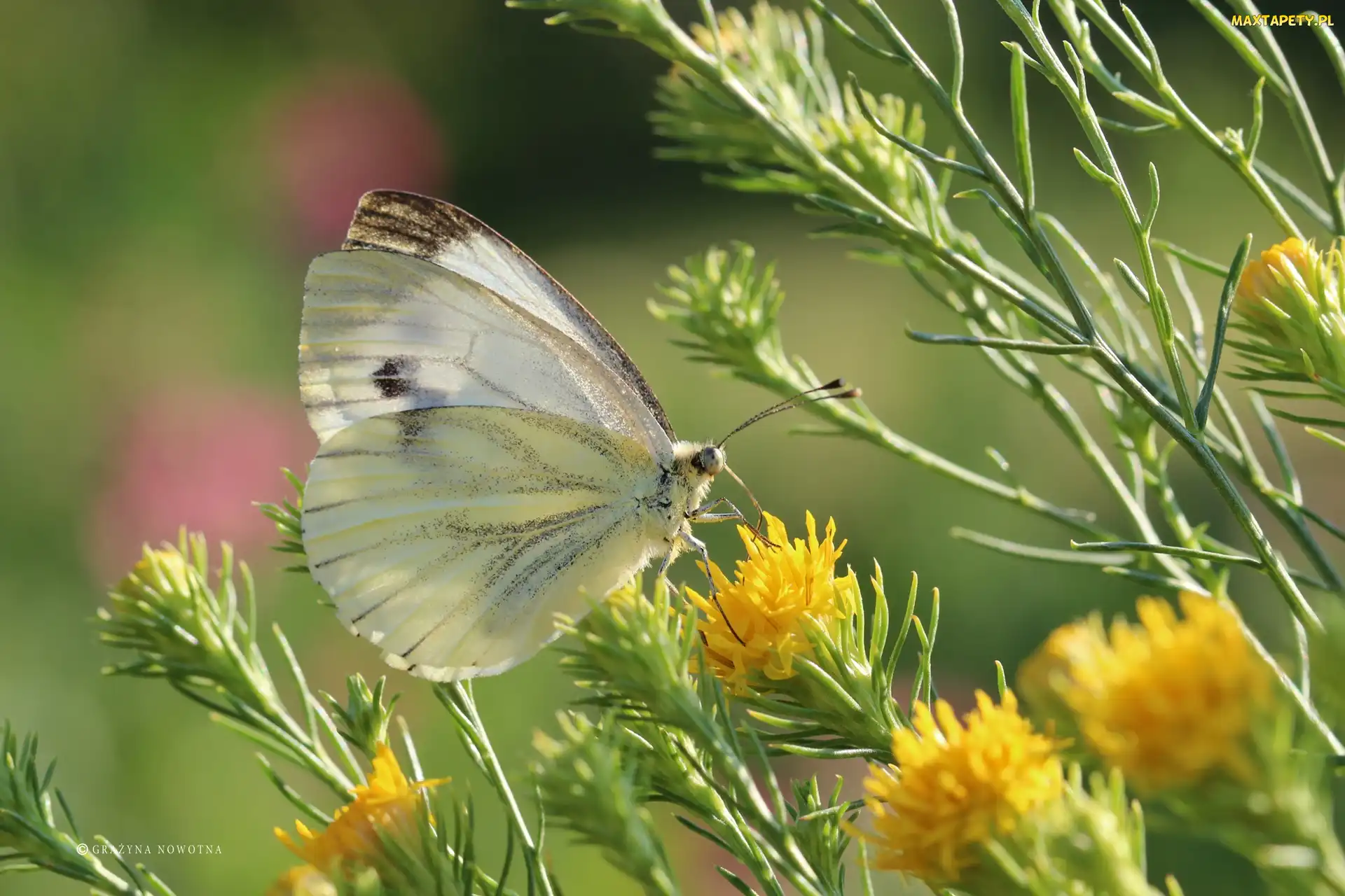 Motyl, Owad, Biały, Bielinek