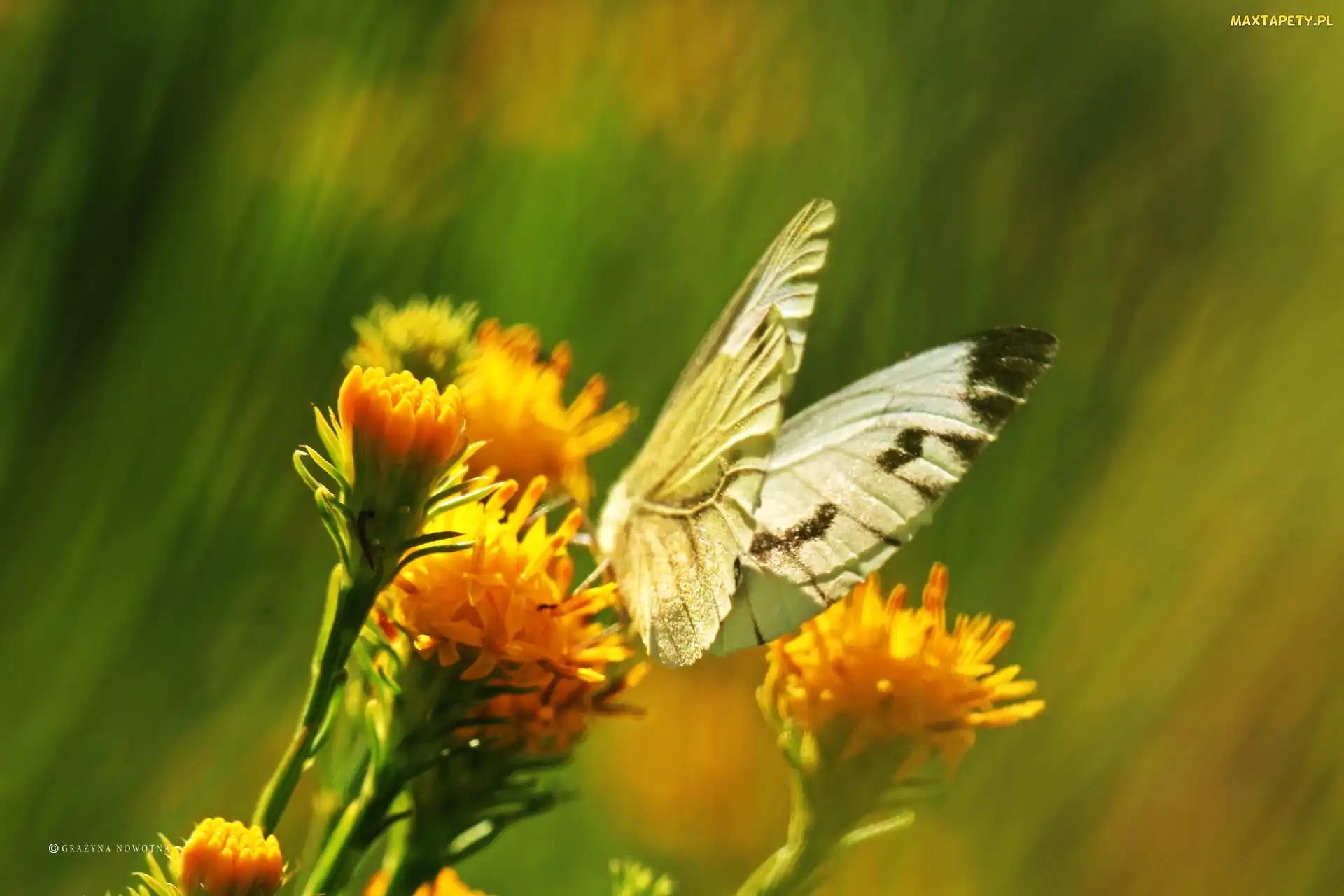 Motyl, Kwiaty, Żółte, Bielinek, Biały
