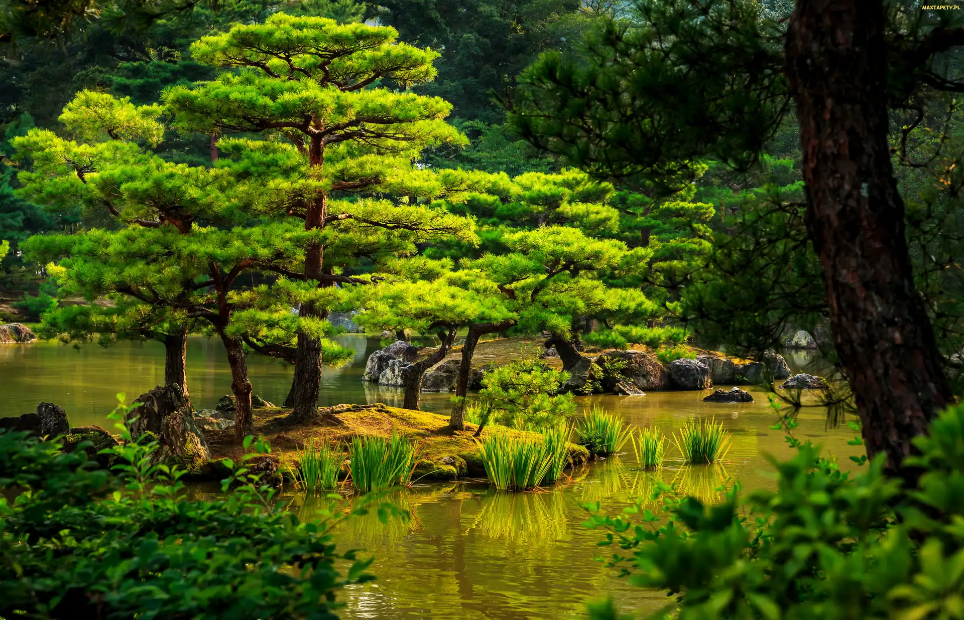 Staw, Japonia, Kioto, Drzewa, Park