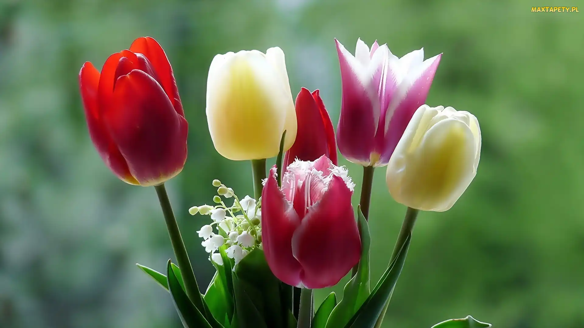 Tulipany, Makro, Konwalie