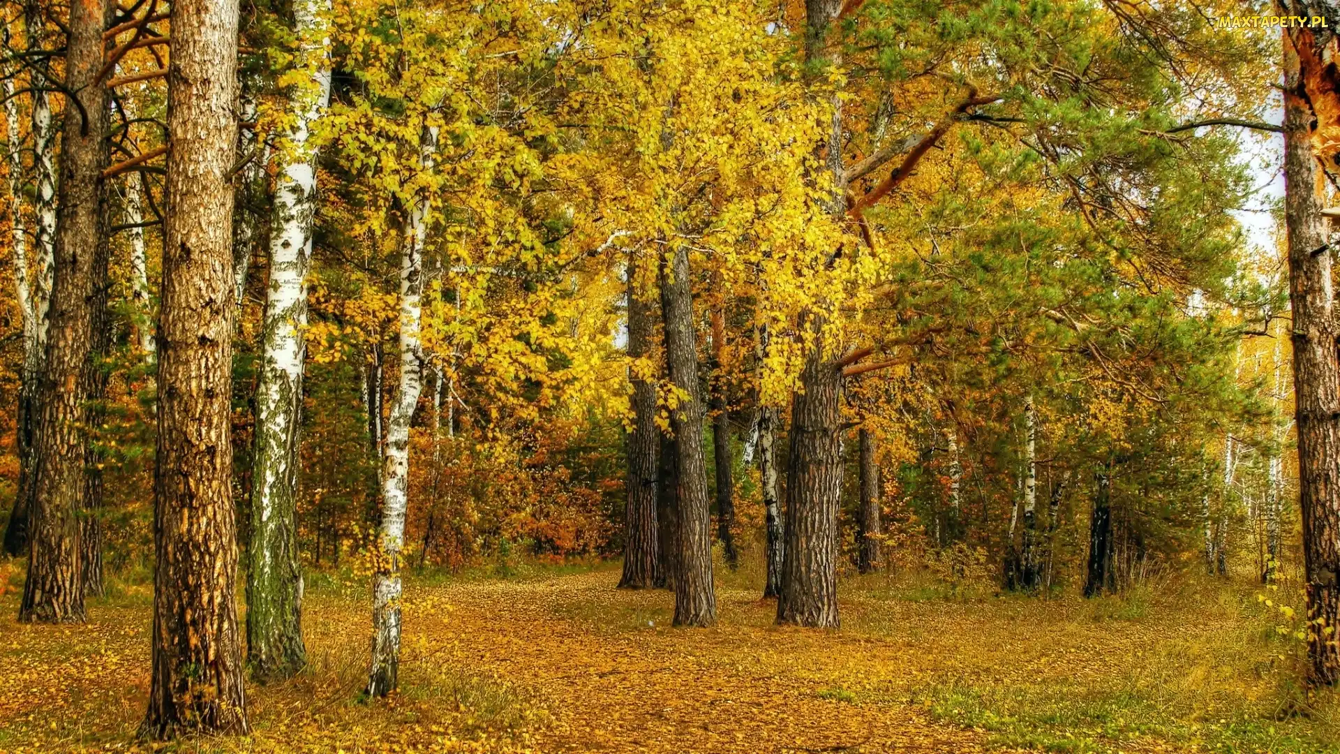 Jesień, Liście, Las, Drzewa