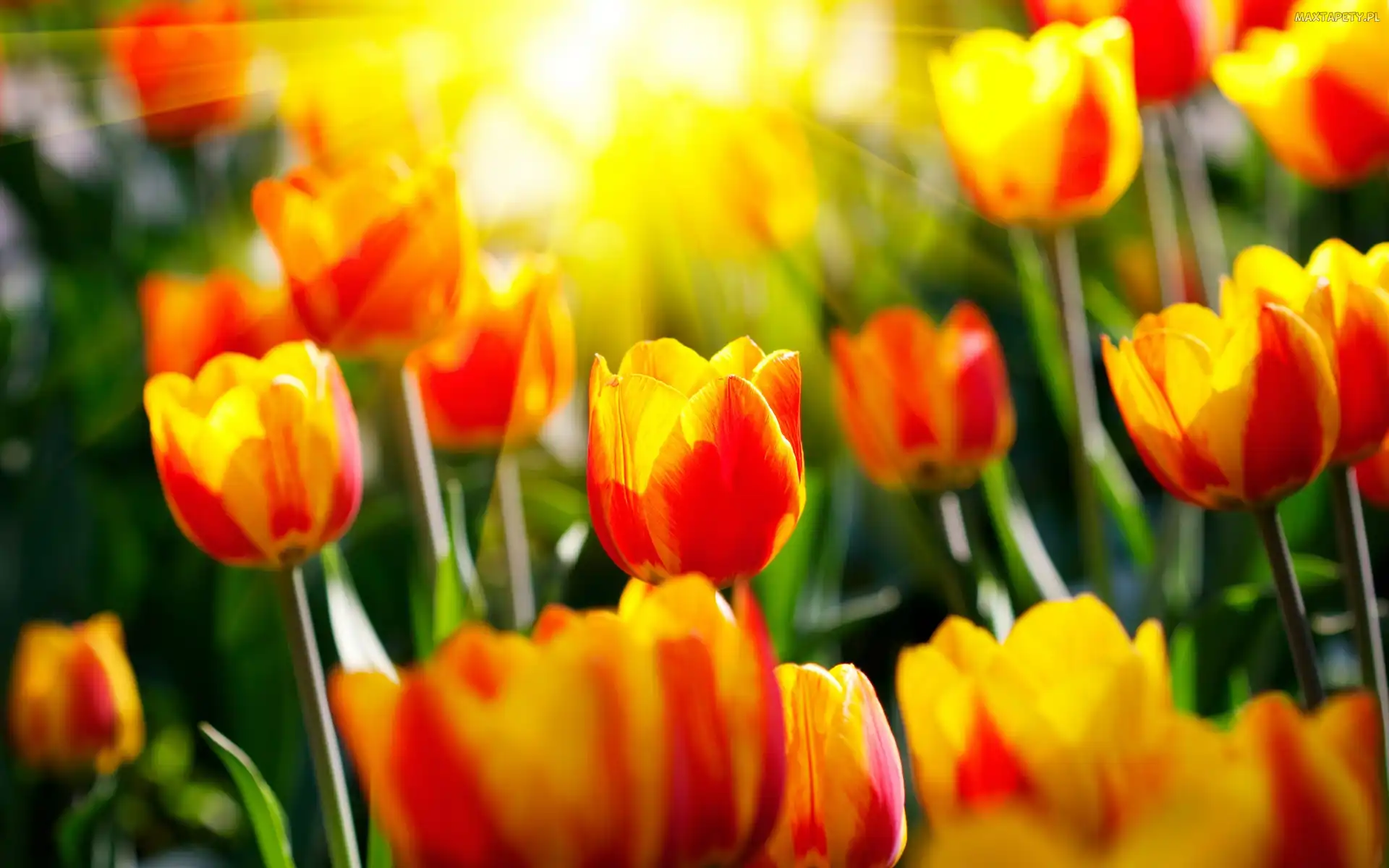 Słońce, Trawa, Tulipany