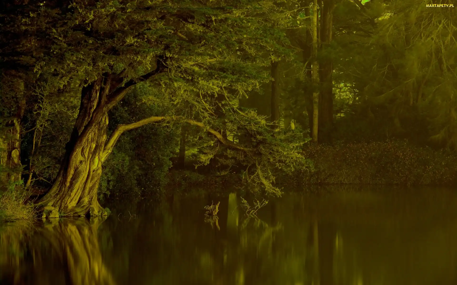 Las, Jezioro