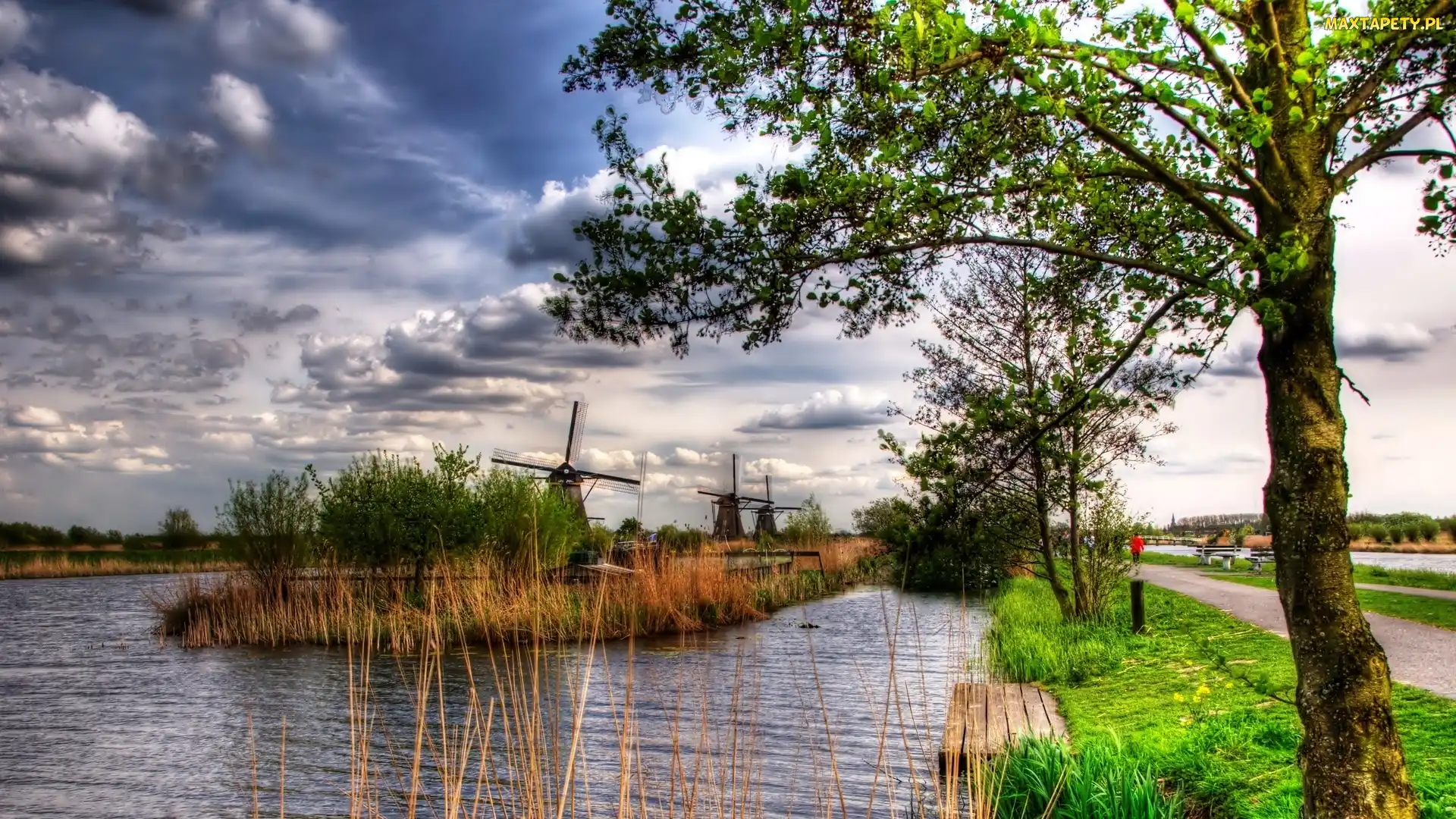 Holandia, Kinderdijk, Droga, Wiatraki, Rzeka, Drzewa
