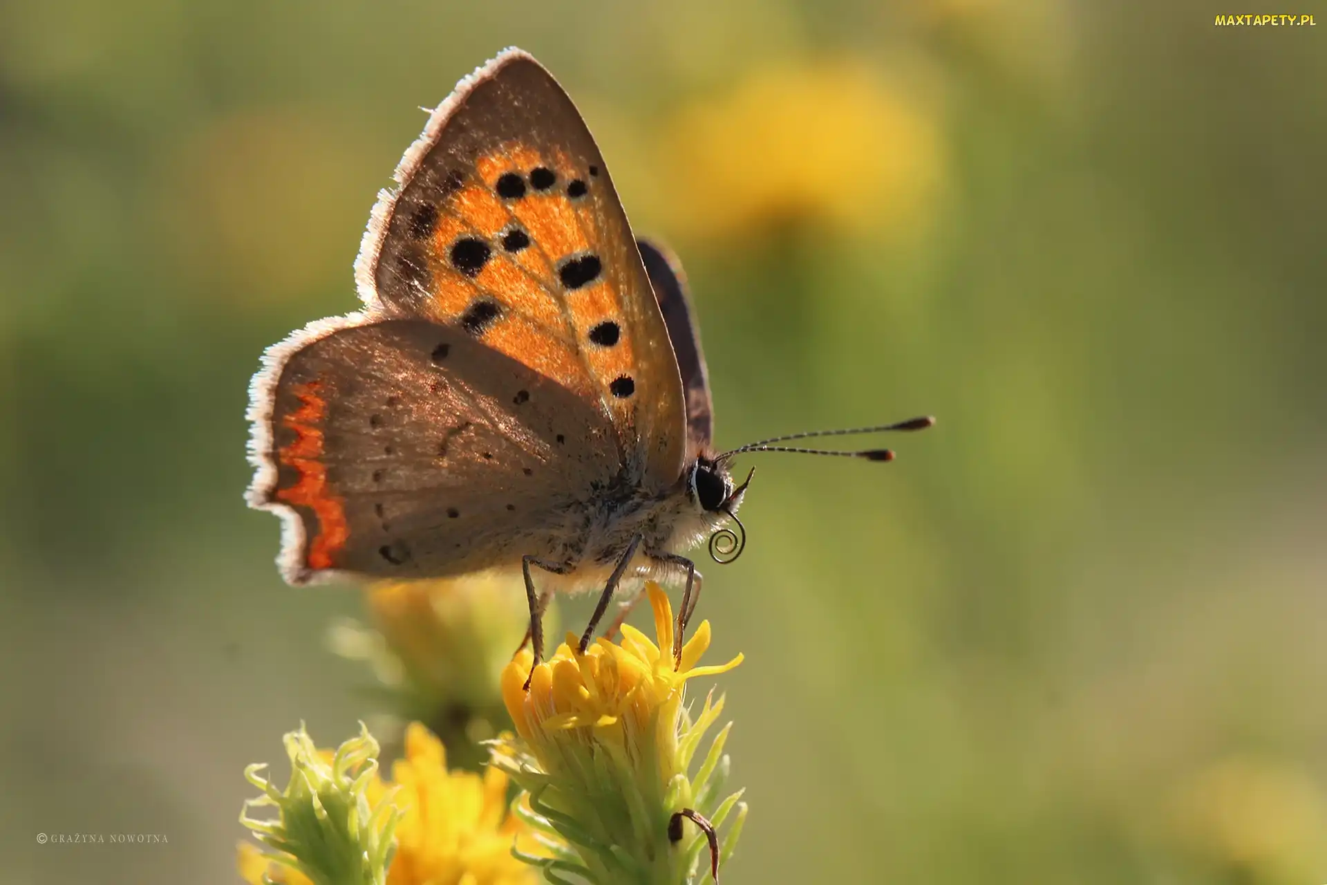 Czerwończyk, Owad, Motyl