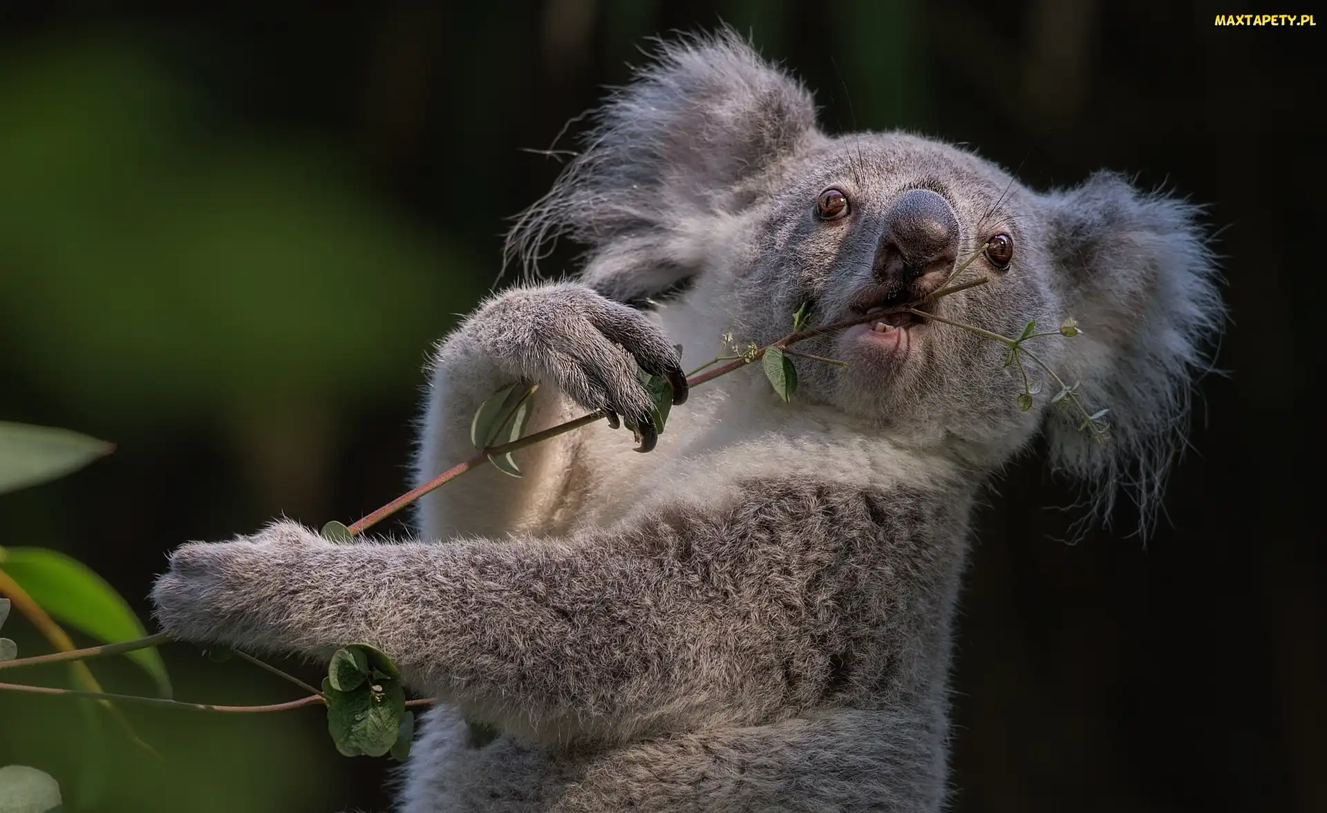 Liście, Gałązka, Koala, Miś