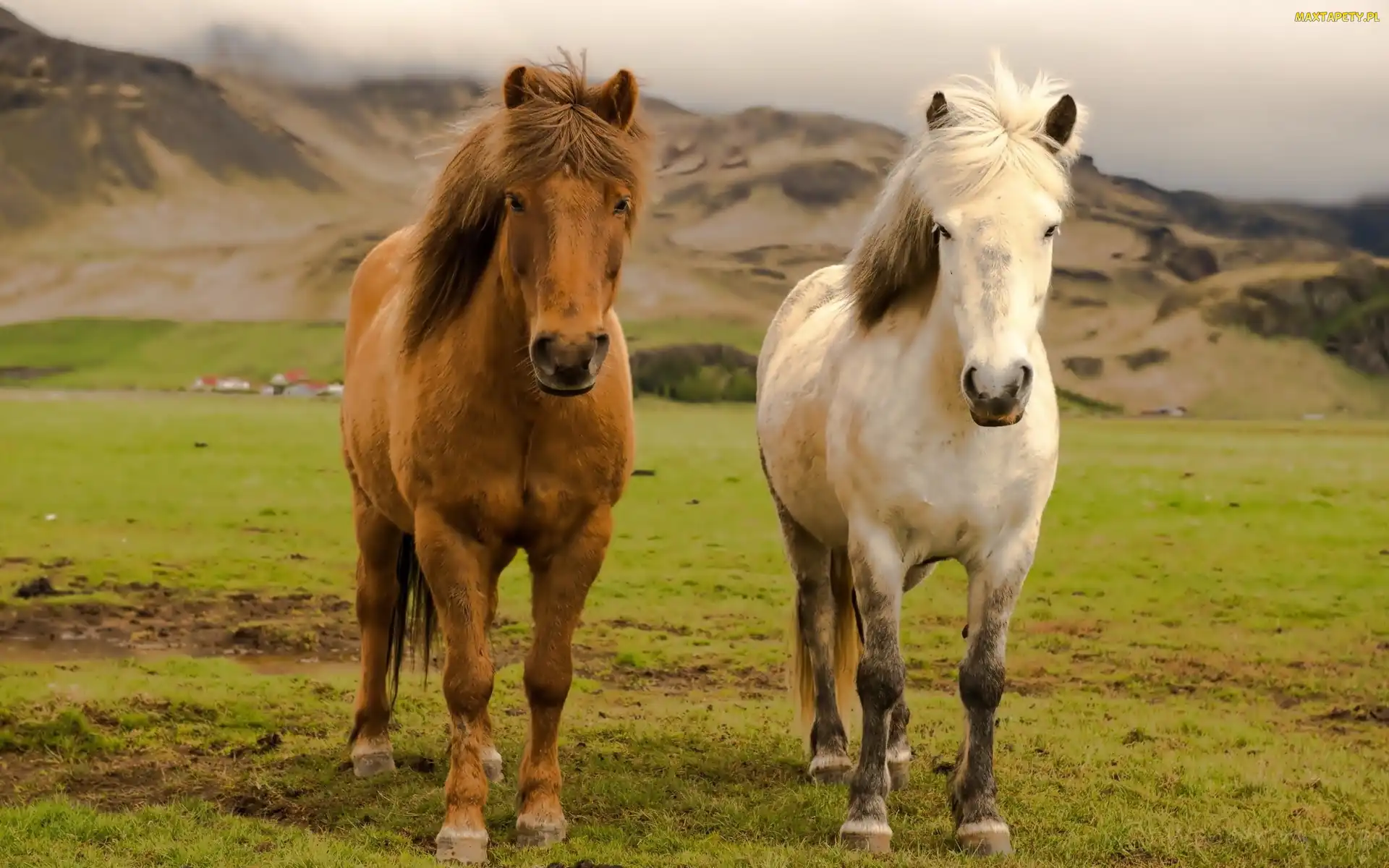 Konie, Islandia, Góry, Łąka