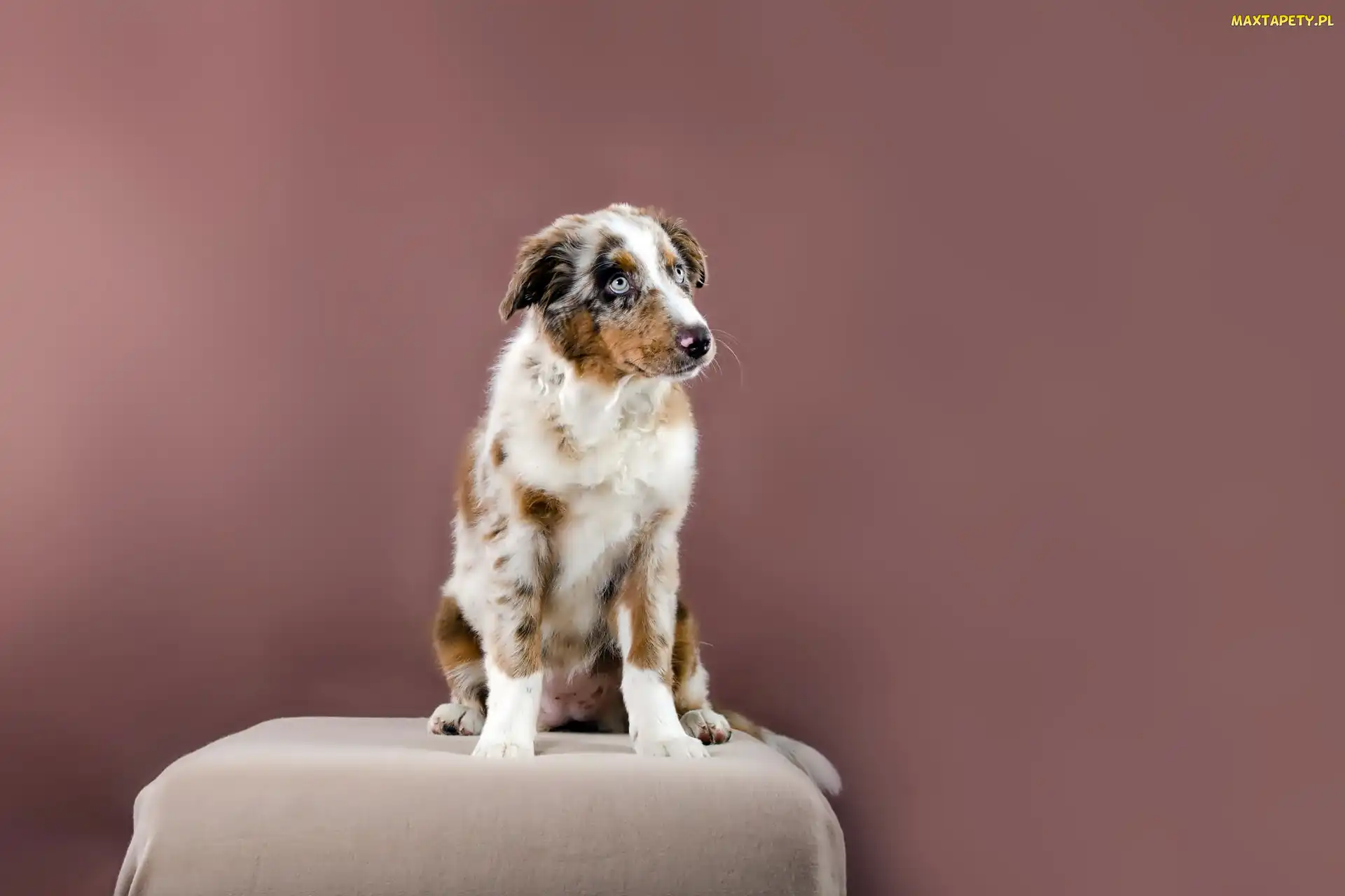 Owczarek australijski-australian shepherd