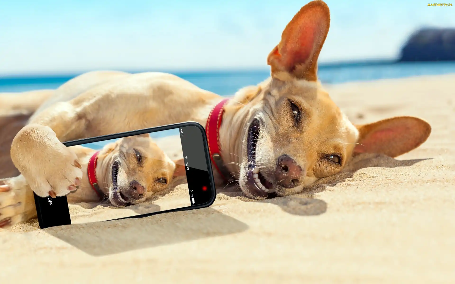 Plaża, Selfie, Telefon, Morze, Pies