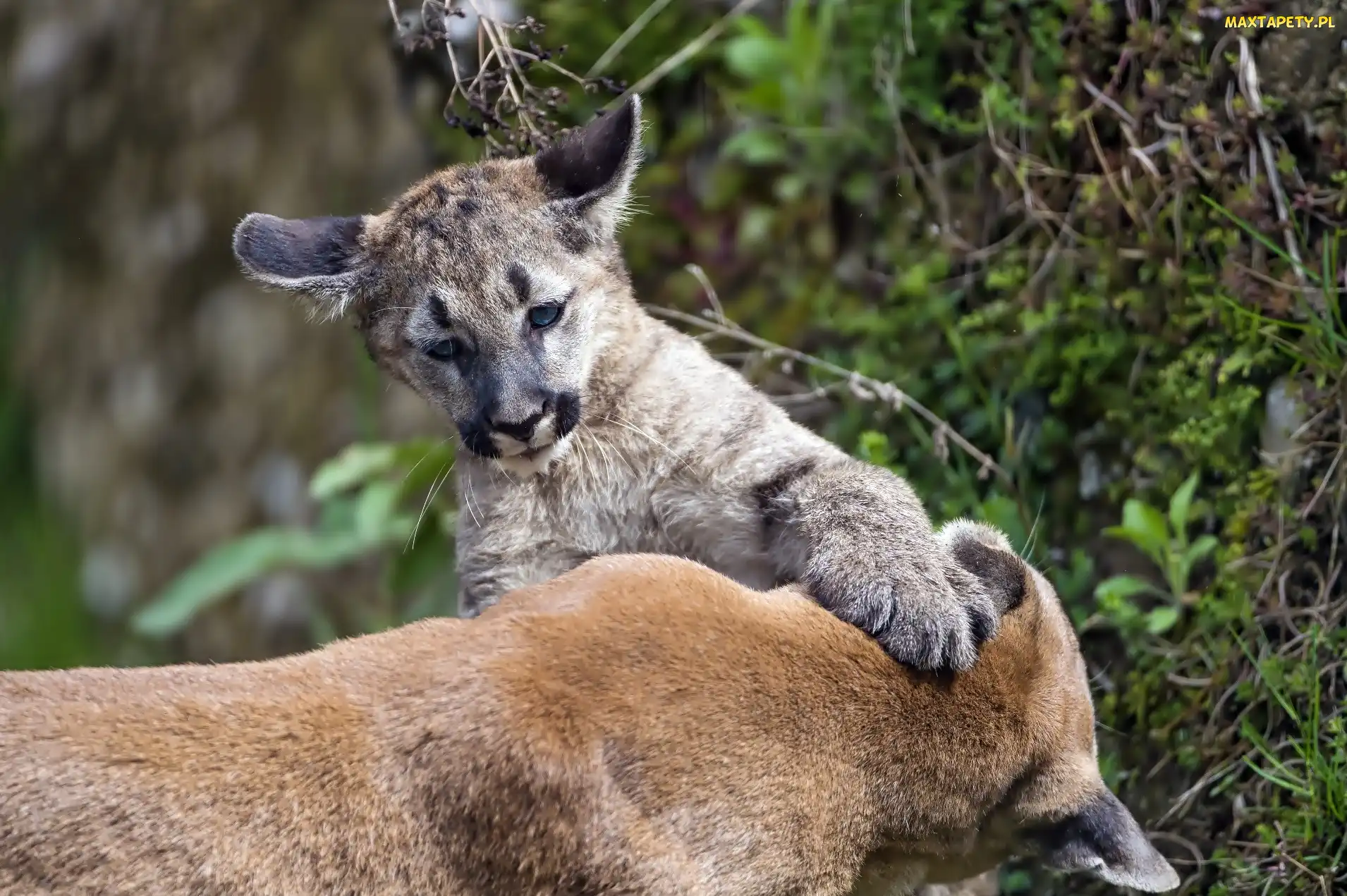 Puma, Małe