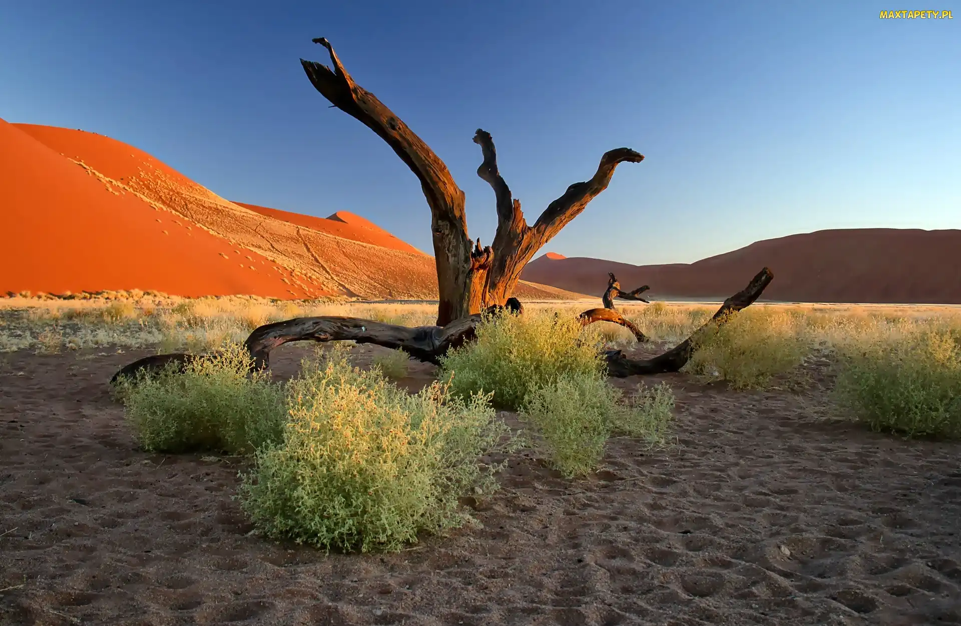 Afryka, Konary, Pustynia, Namib