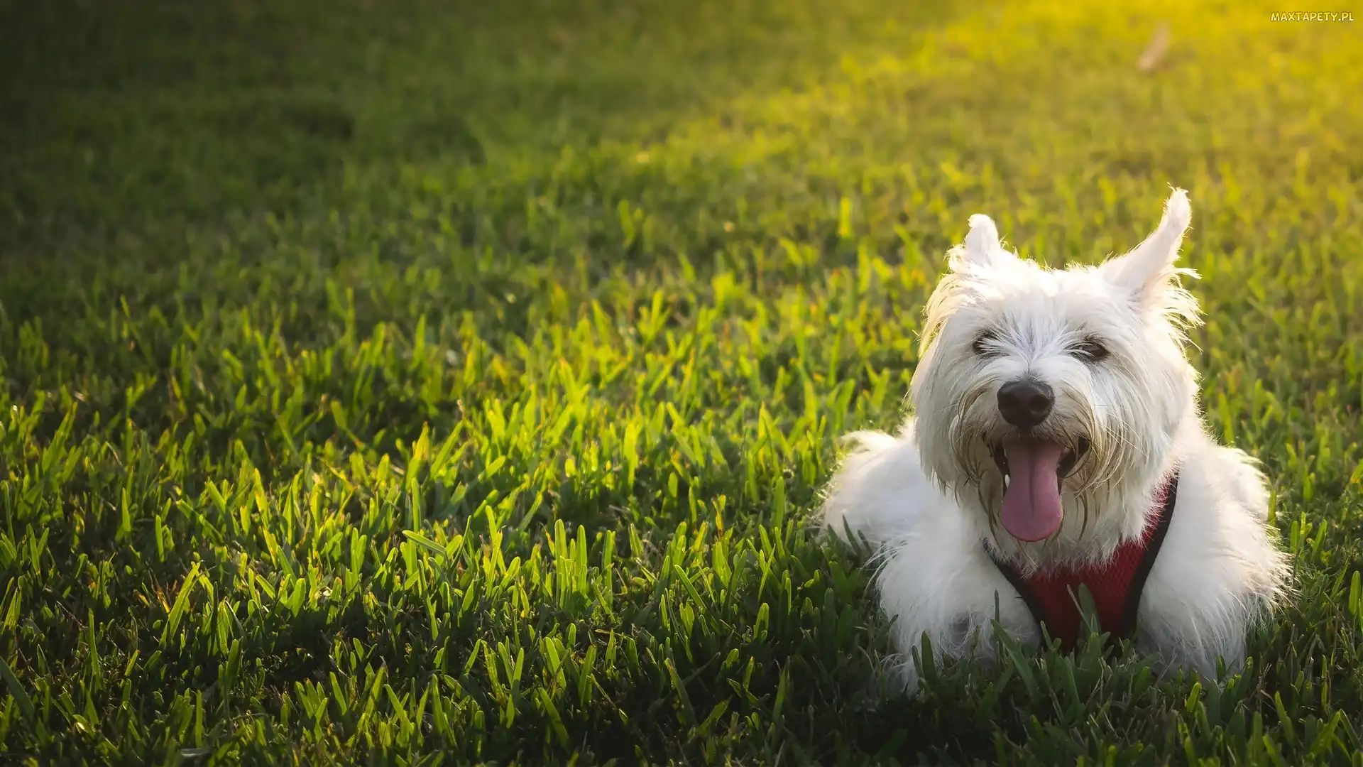 Piesek, West Highland White Terrier